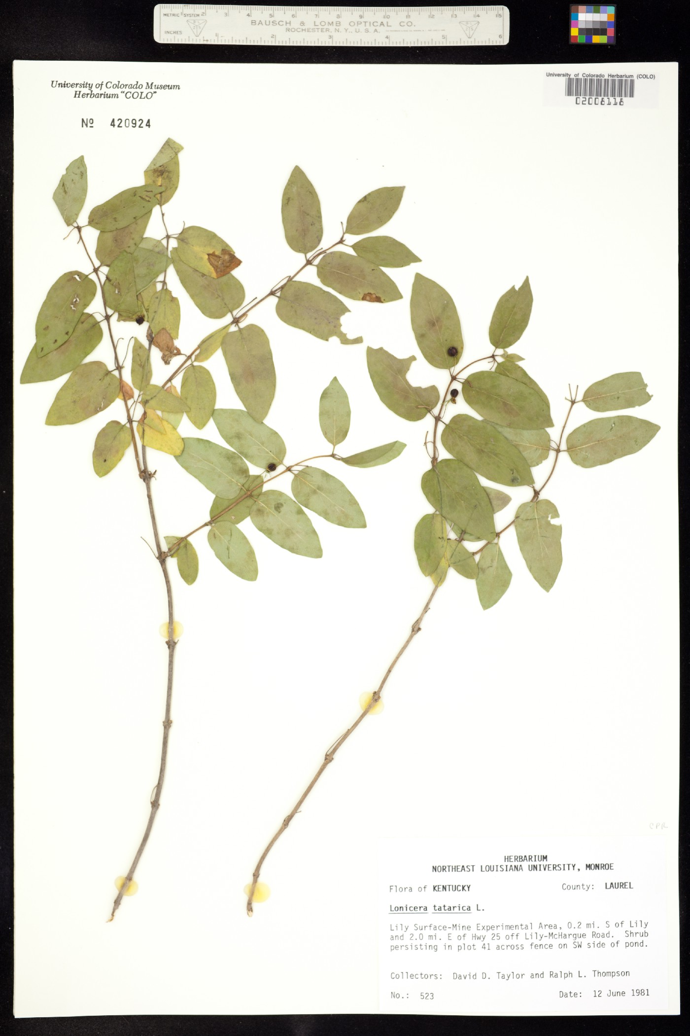 Lonicera tatarica image