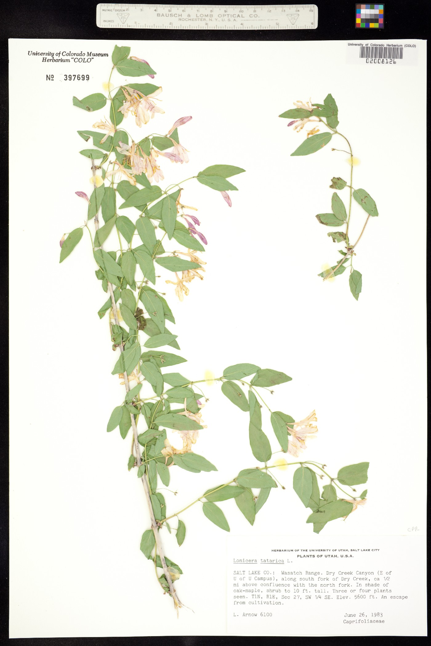 Lonicera tatarica image