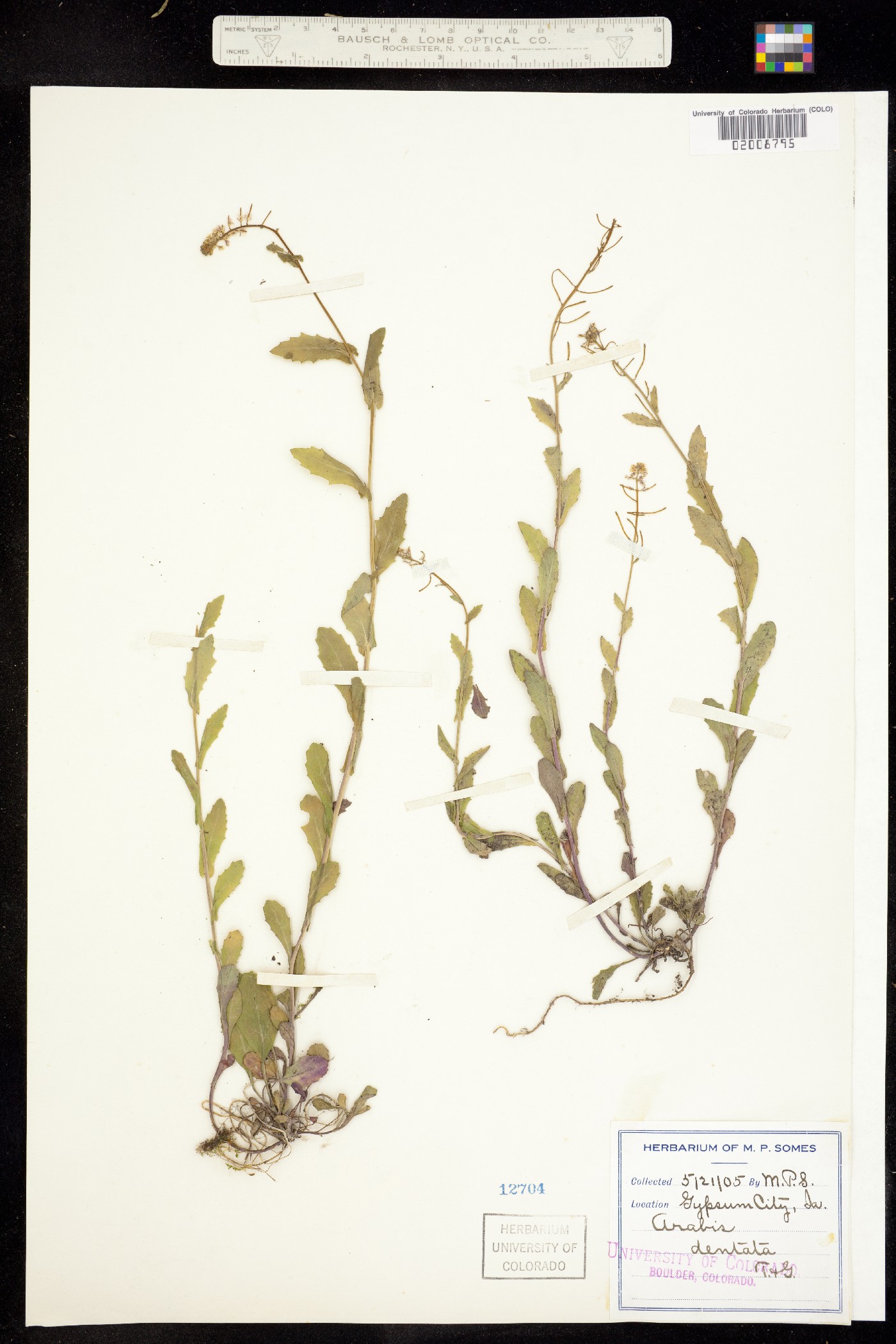 Boechera dentata image