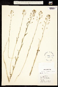 Camelina microcarpa image