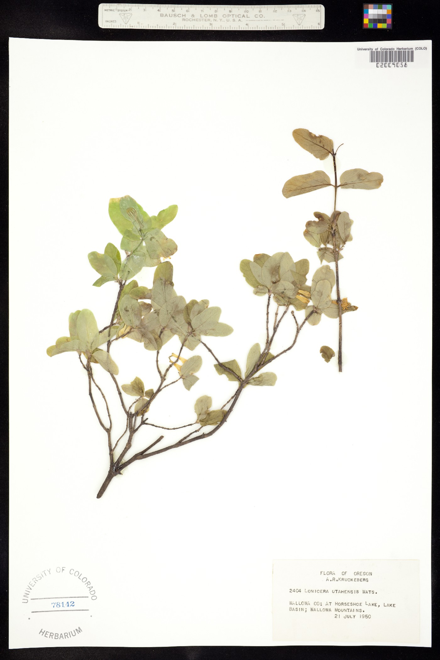 Lonicera utahensis image