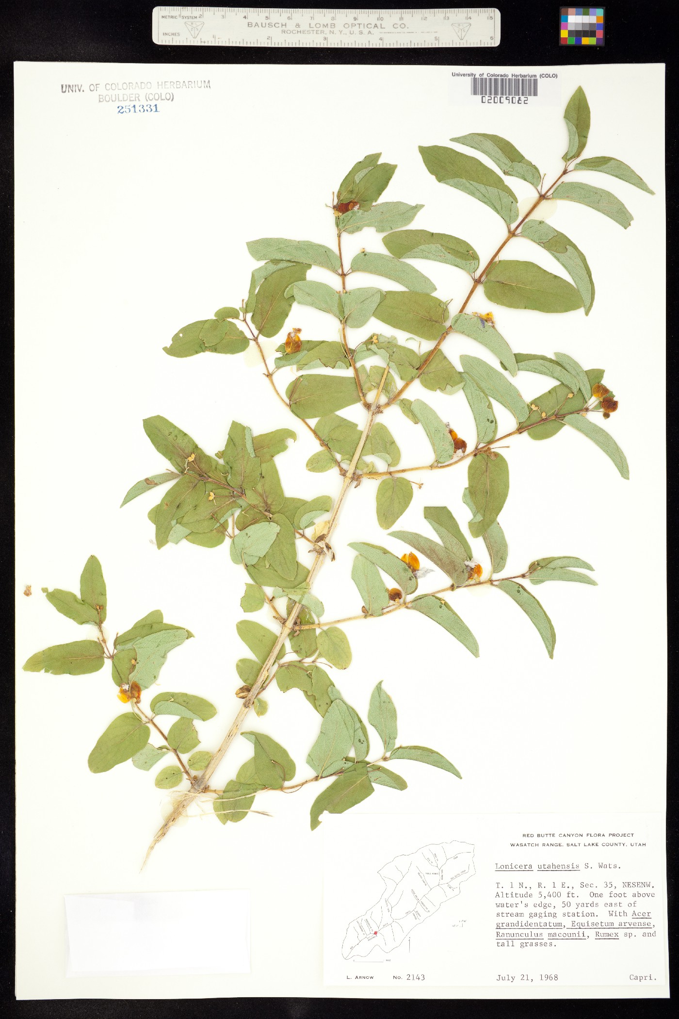 Lonicera utahensis image