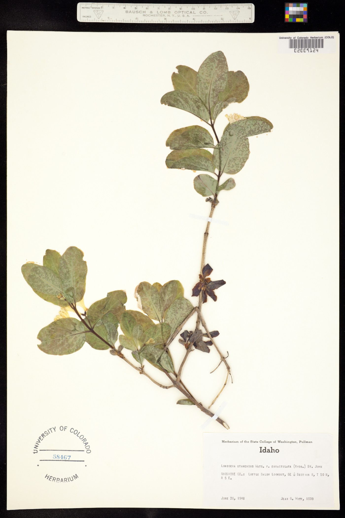 Lonicera utahensis image