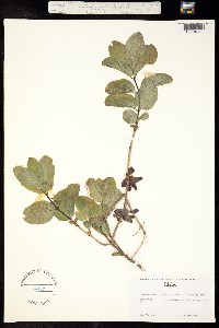 Lonicera utahensis image