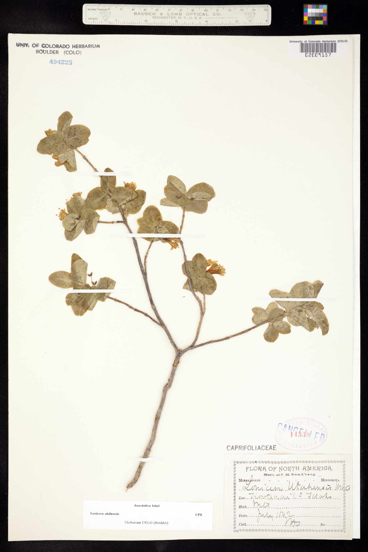 Lonicera utahensis image