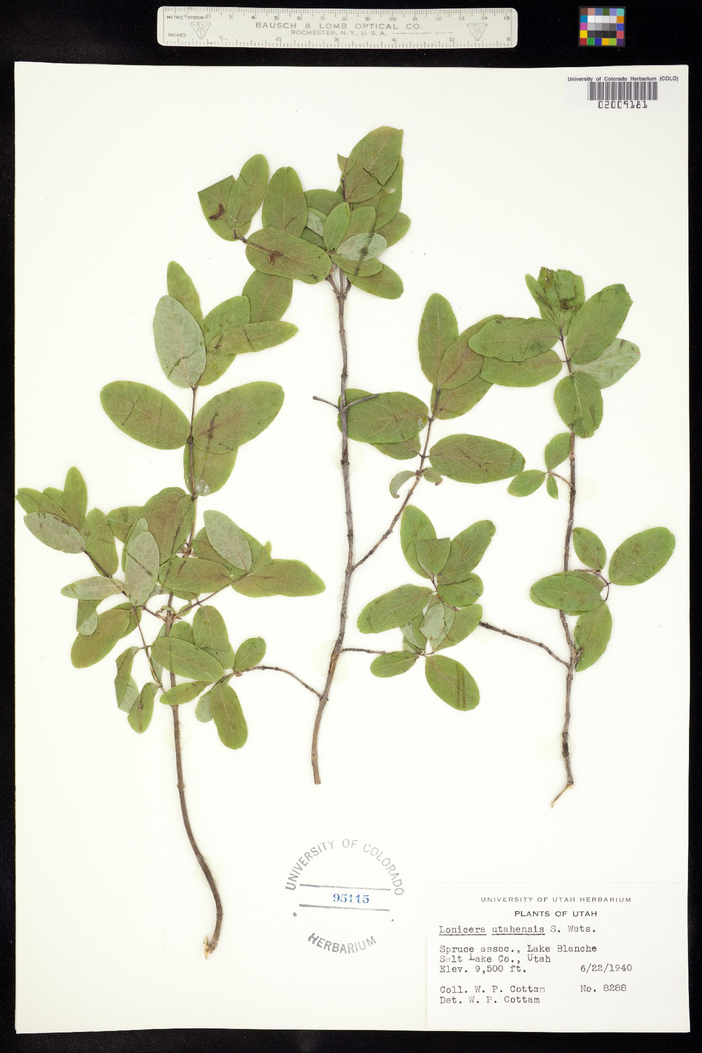 Lonicera utahensis image