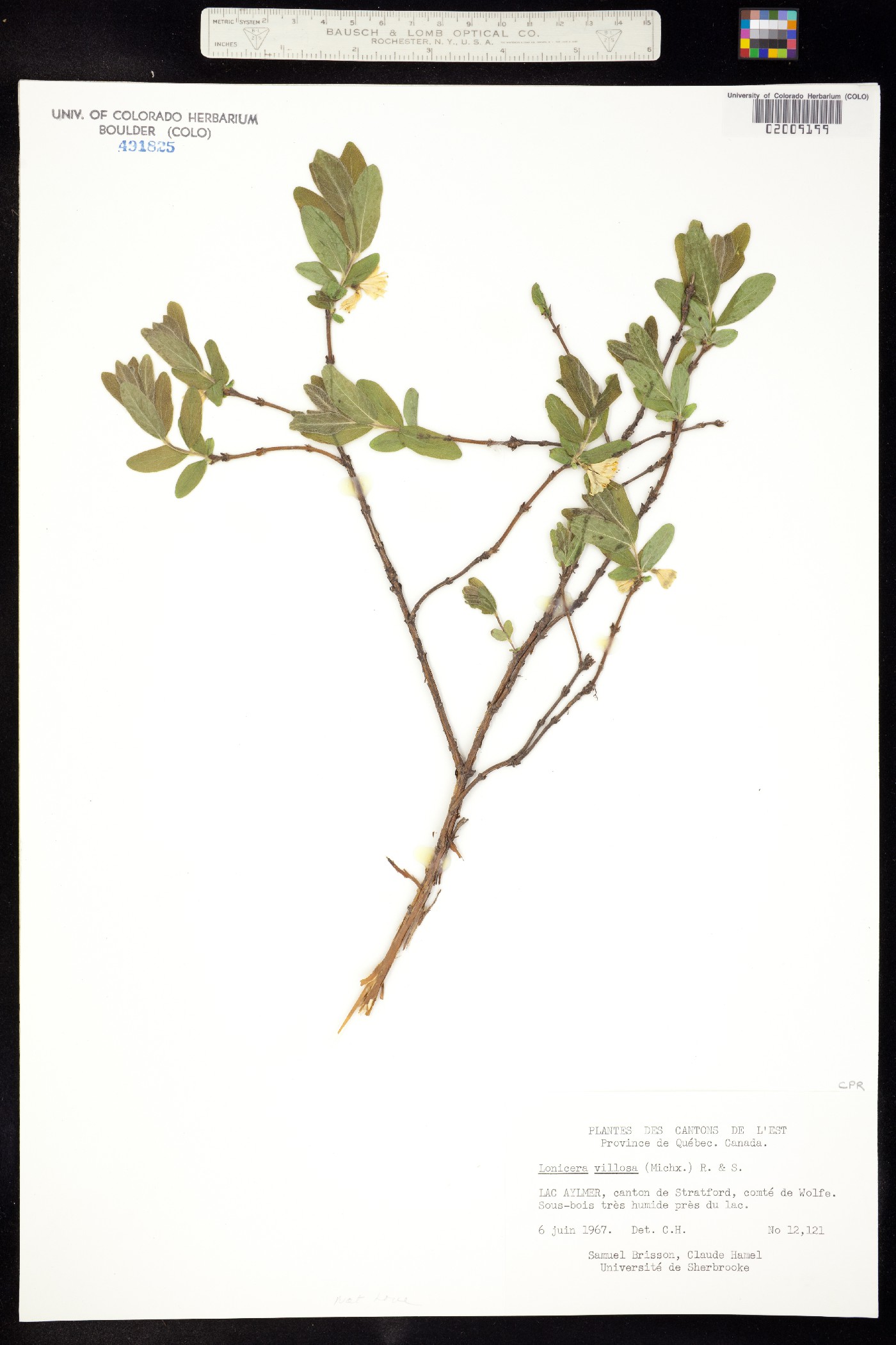 Lonicera villosa image