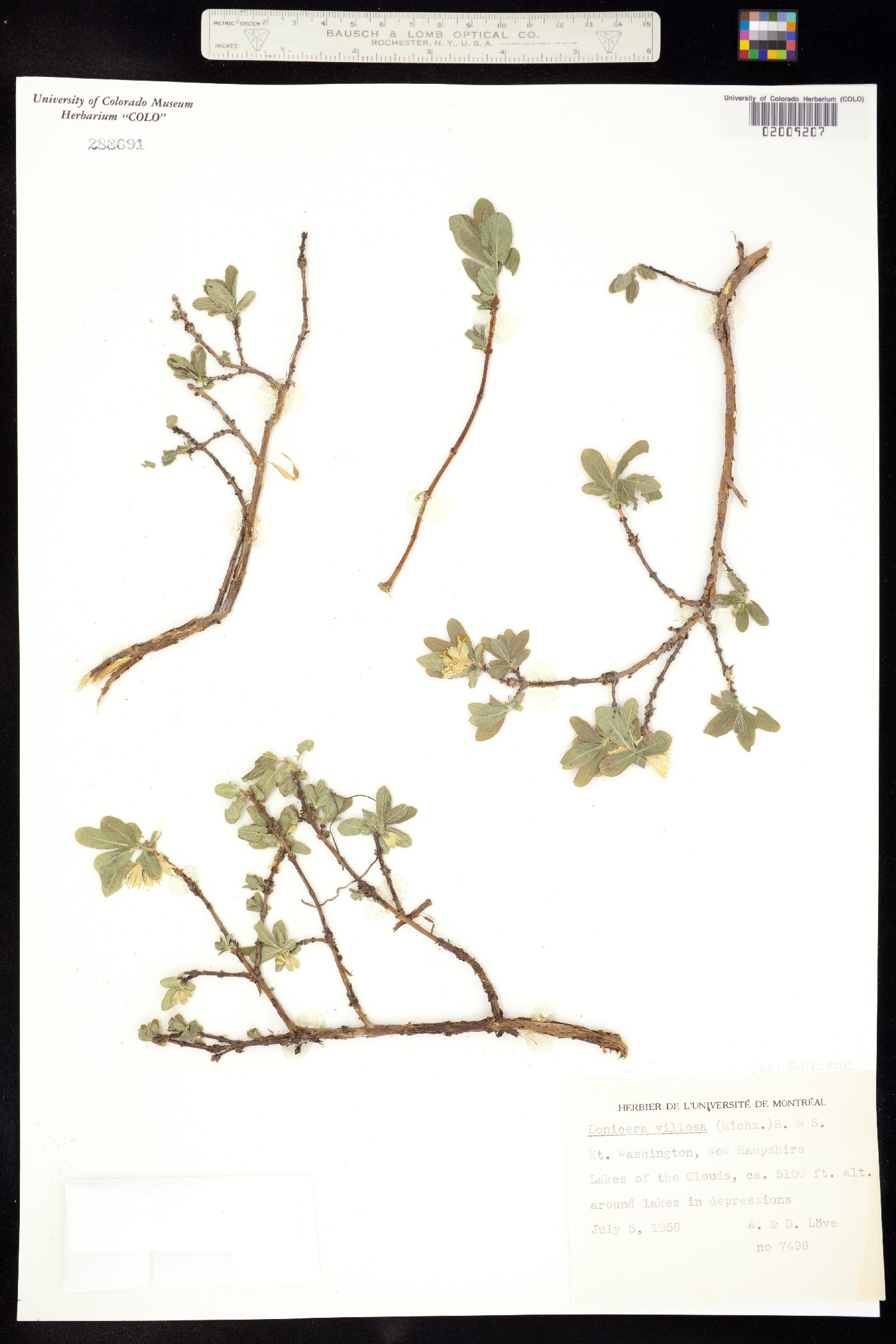 Lonicera villosa image