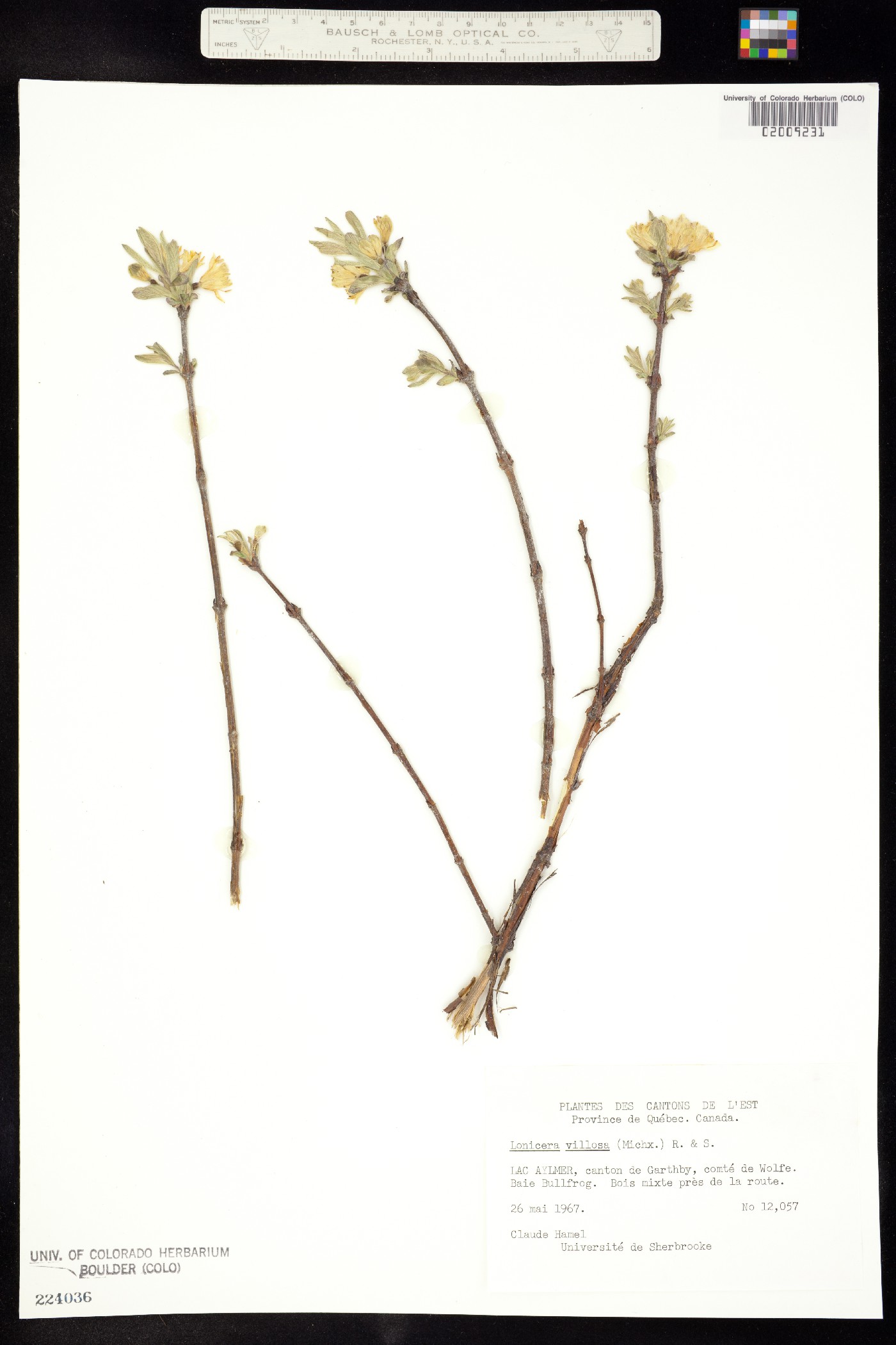 Lonicera villosa image