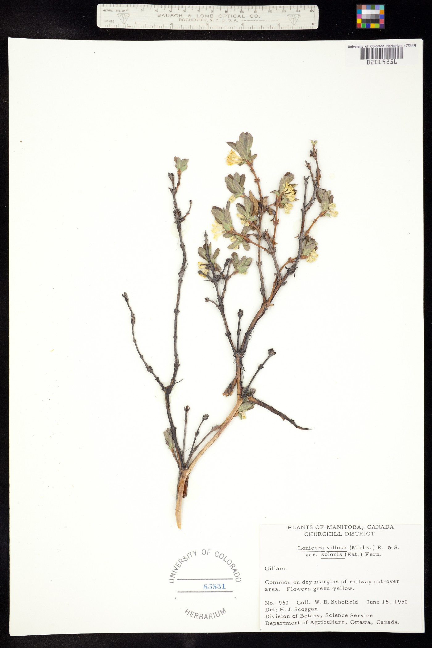 Lonicera villosa image