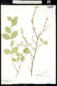 Image of Lonicera fragrantissima
