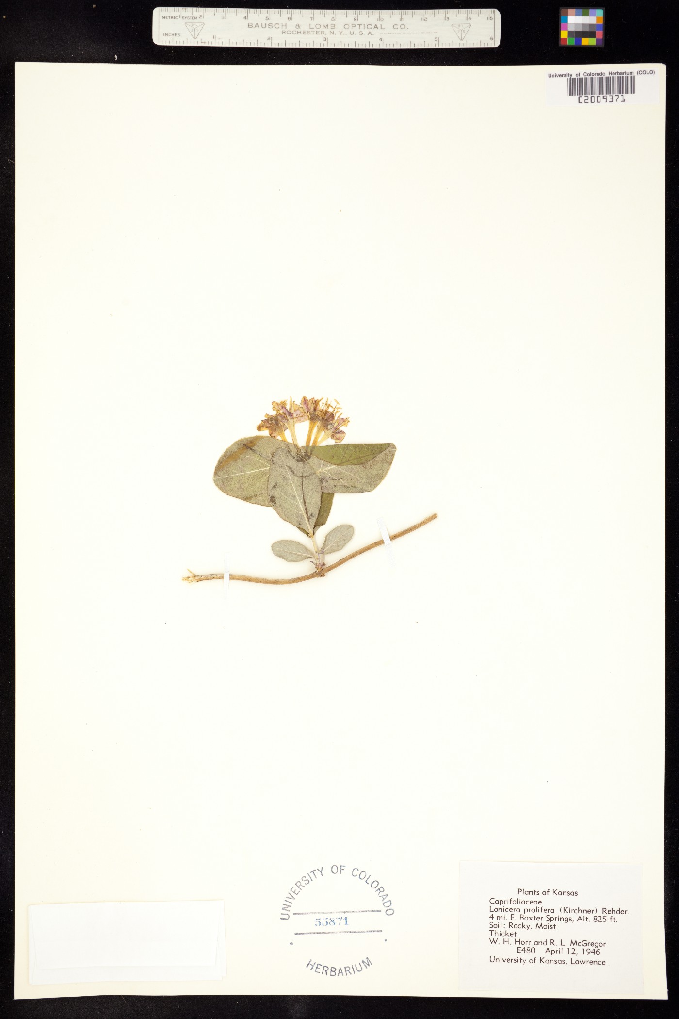 Lonicera reticulata image