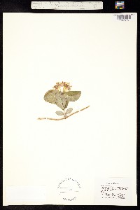 Image of Lonicera reticulata