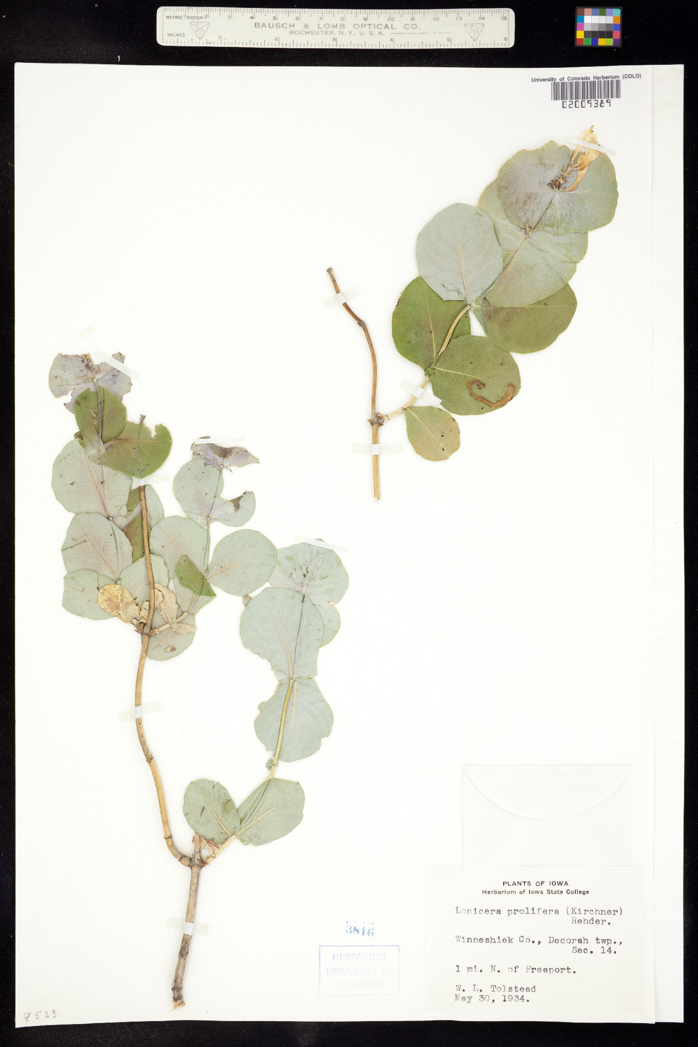 Lonicera reticulata image