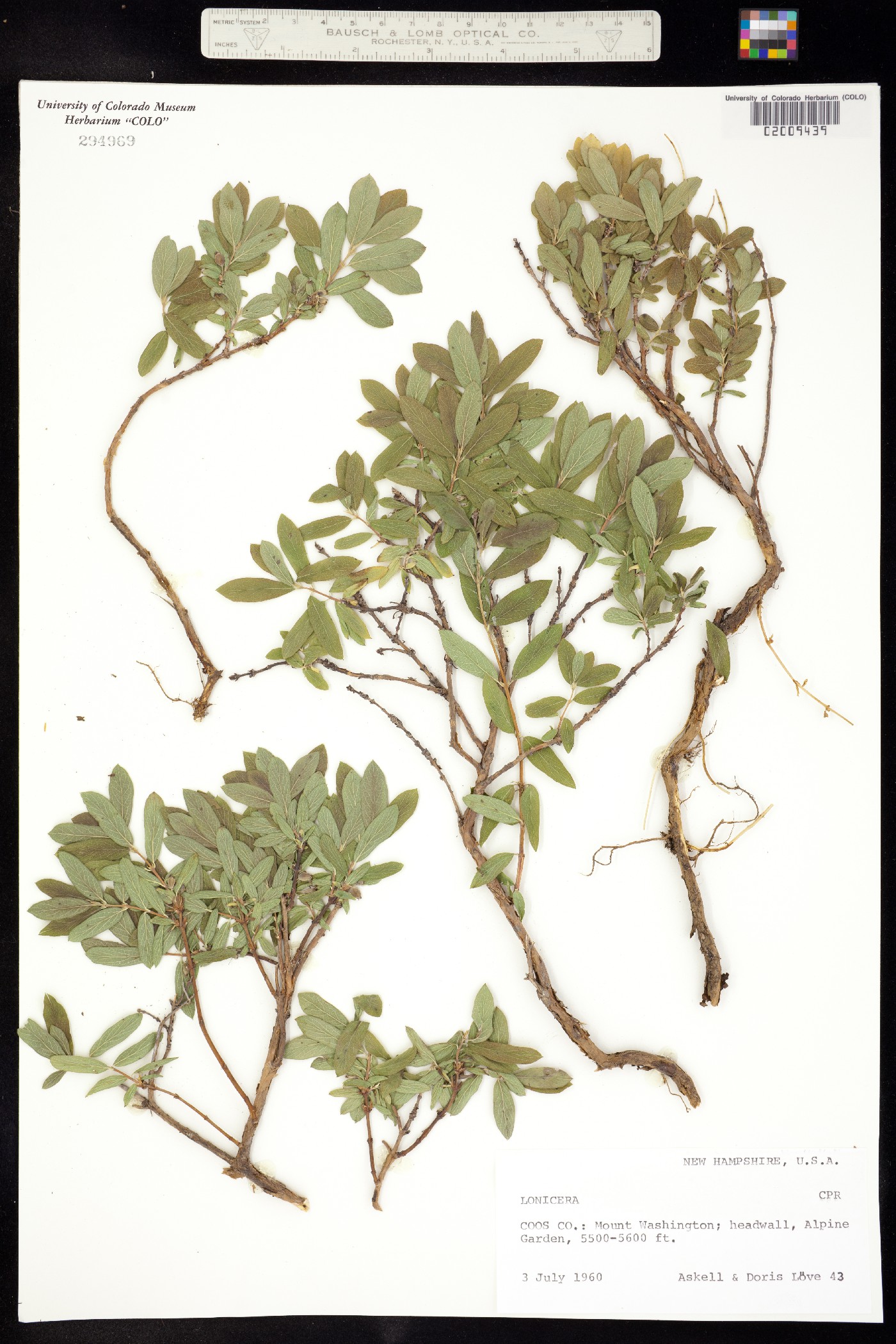 Lonicera image
