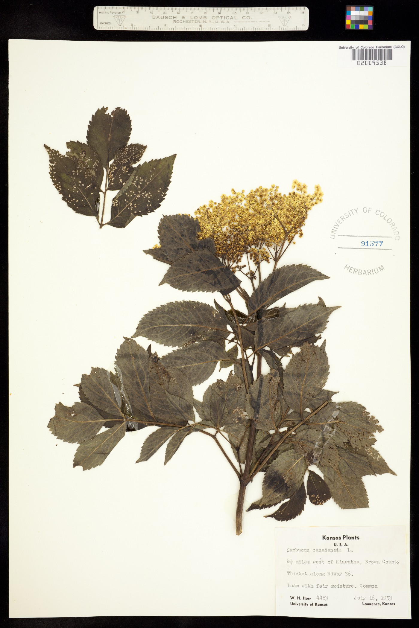 Sambucus nigra image