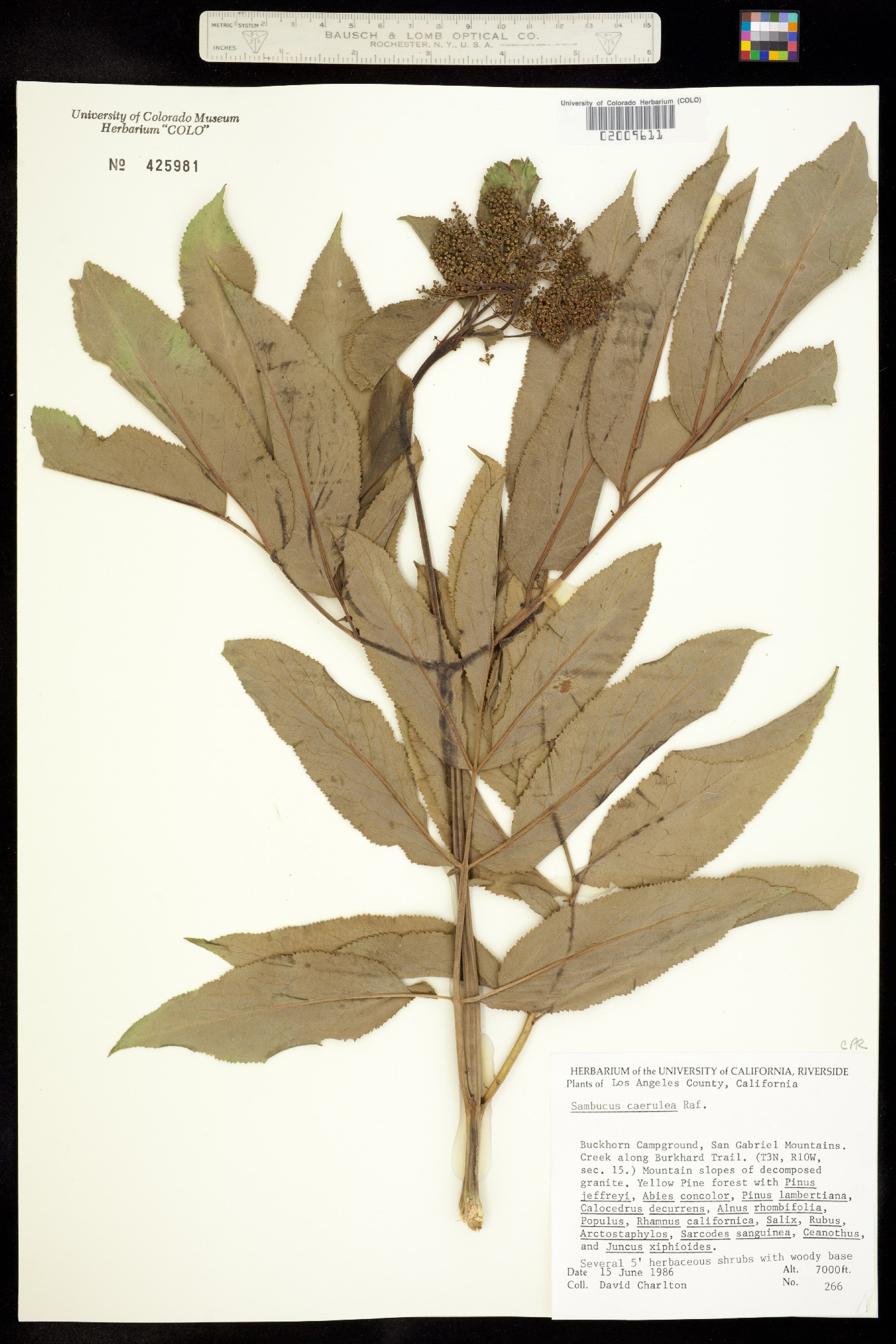 Sambucus coerulea image