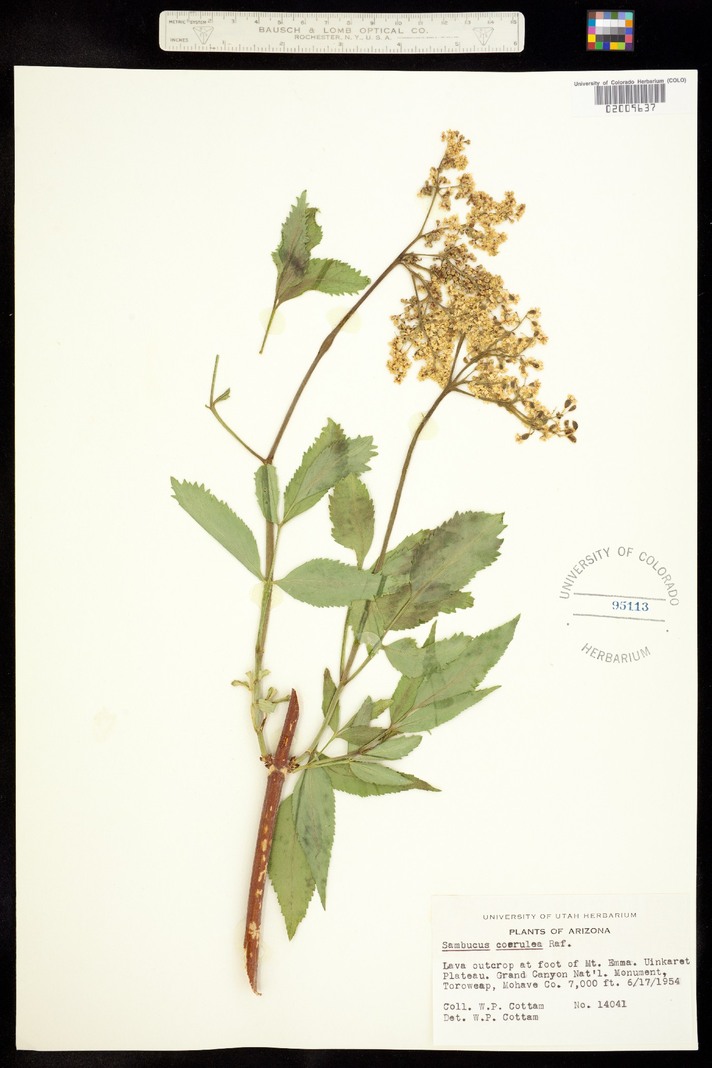 Sambucus coerulea image