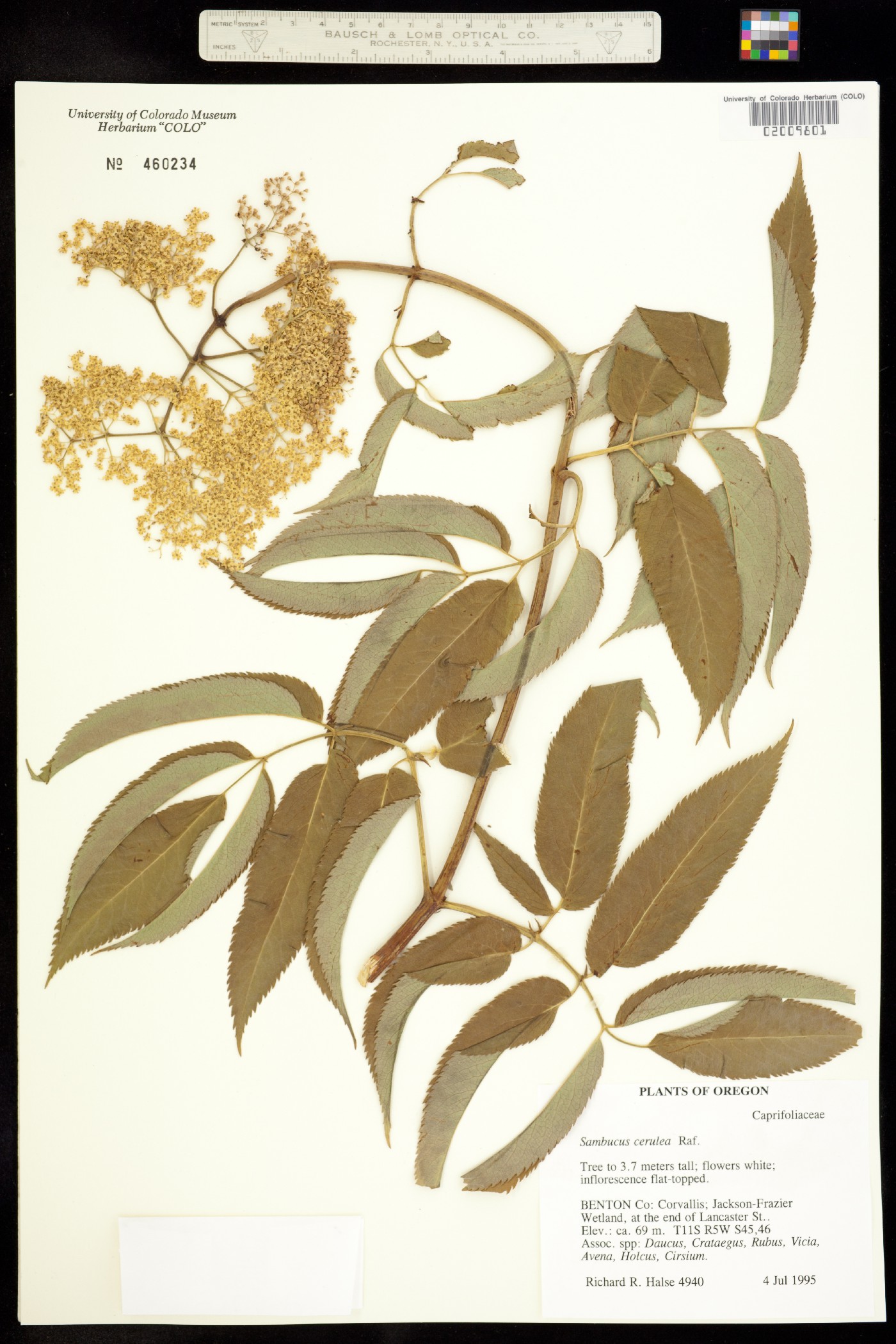 Sambucus coerulea image