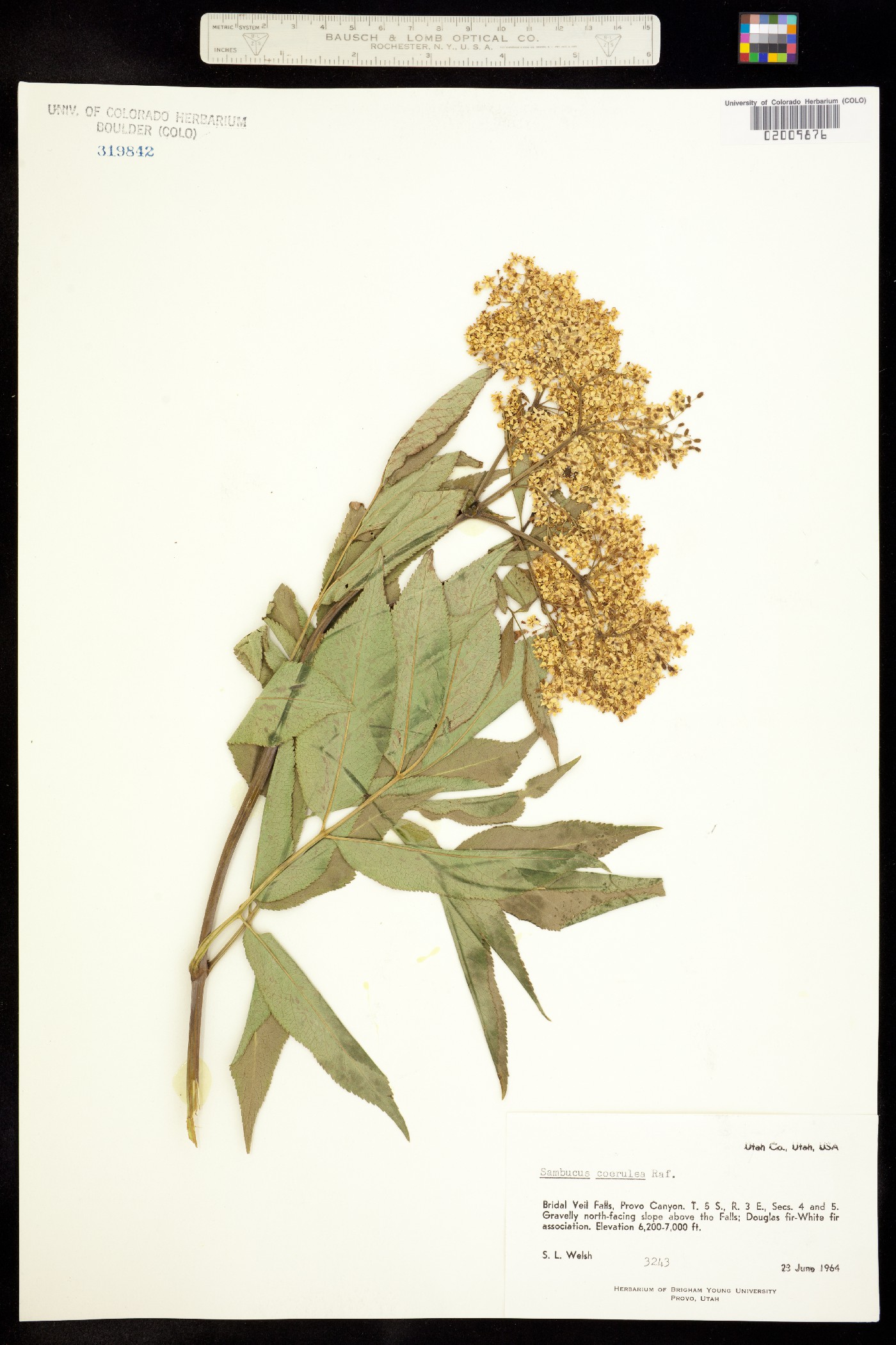 Sambucus coerulea image