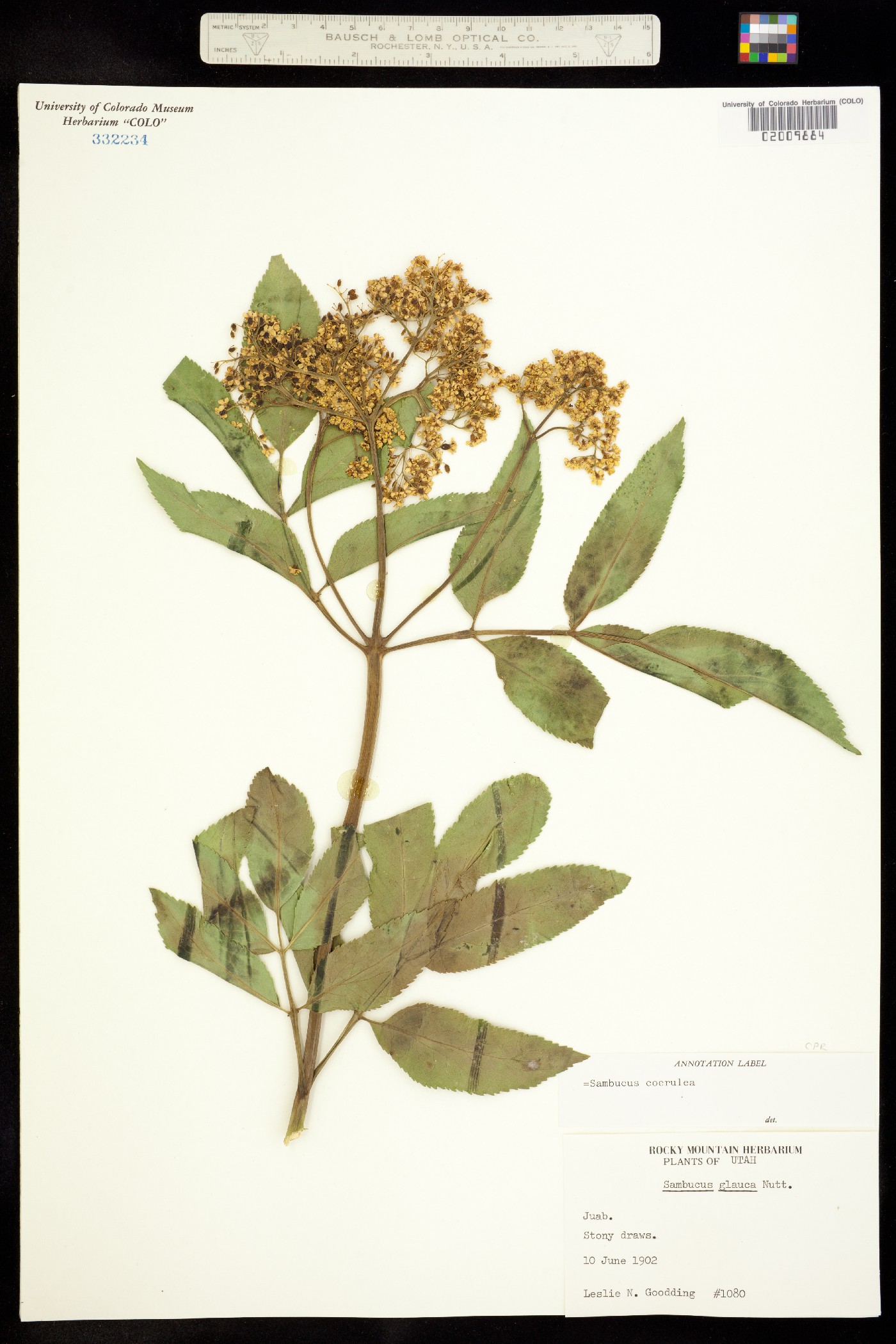 Sambucus coerulea image