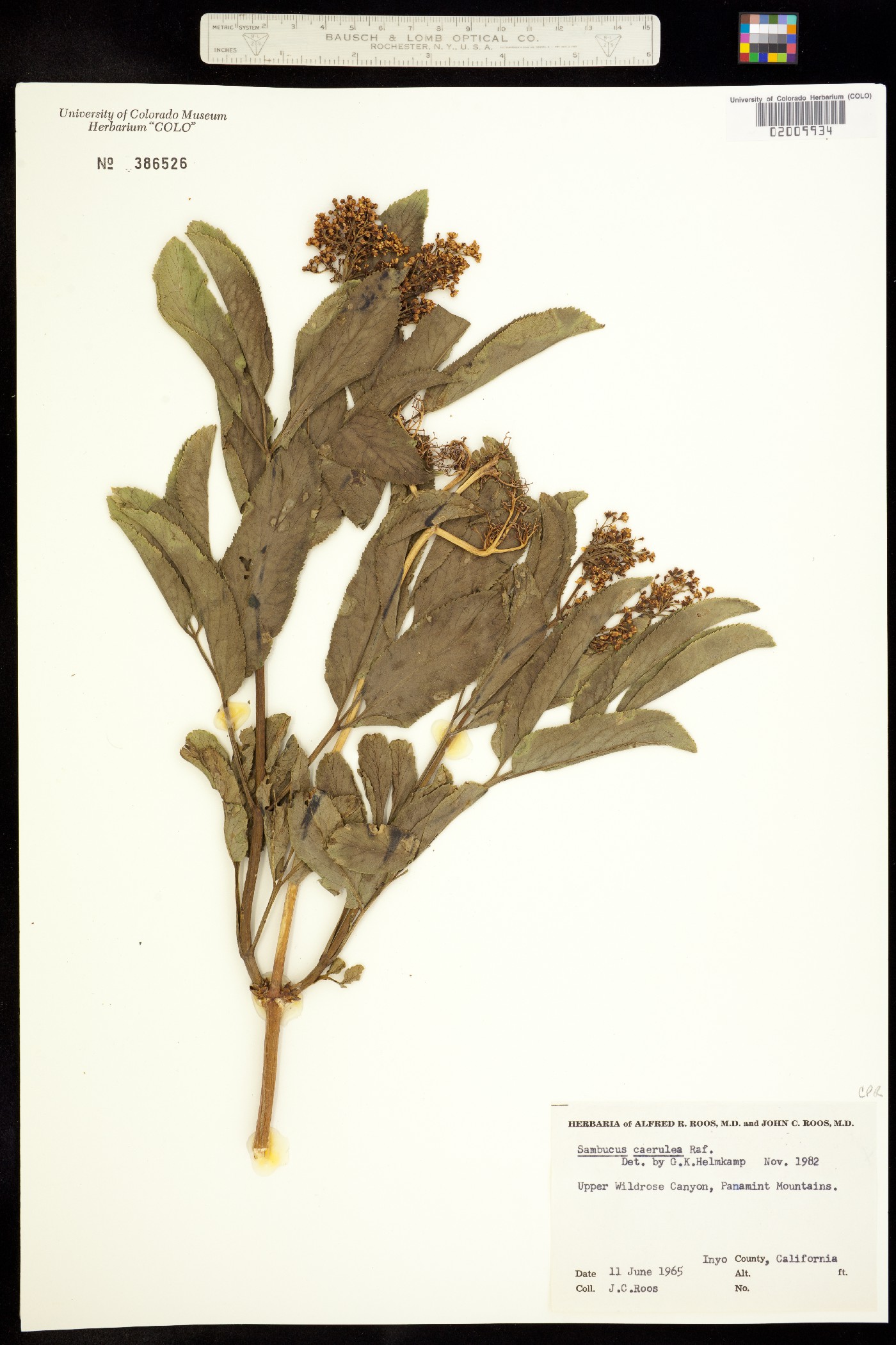 Sambucus coerulea image