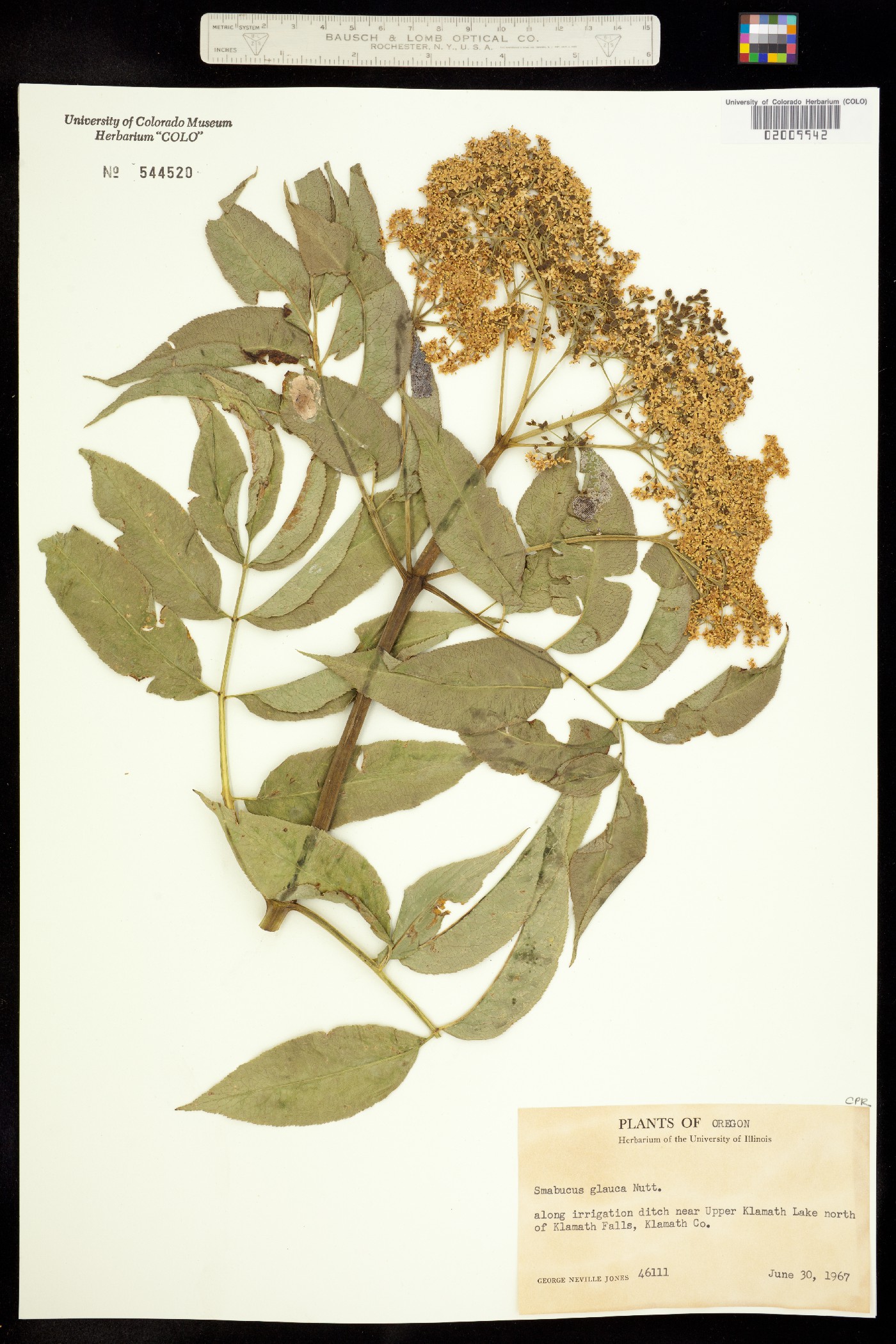 Sambucus nigra ssp. cerulea image