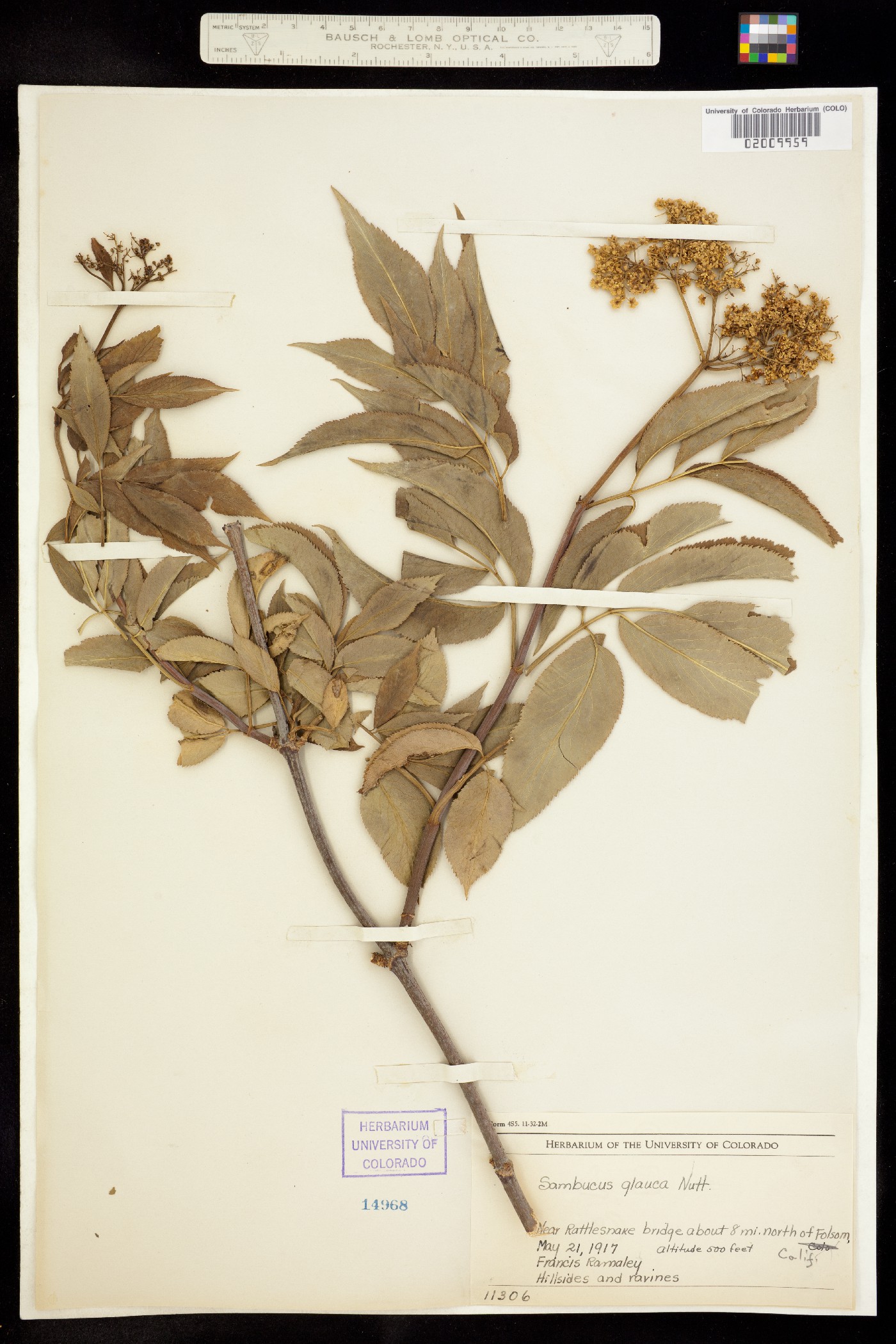 Sambucus nigra ssp. cerulea image