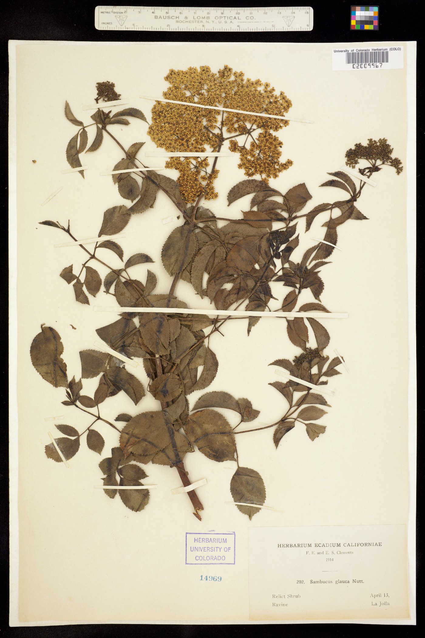 Sambucus nigra ssp. cerulea image