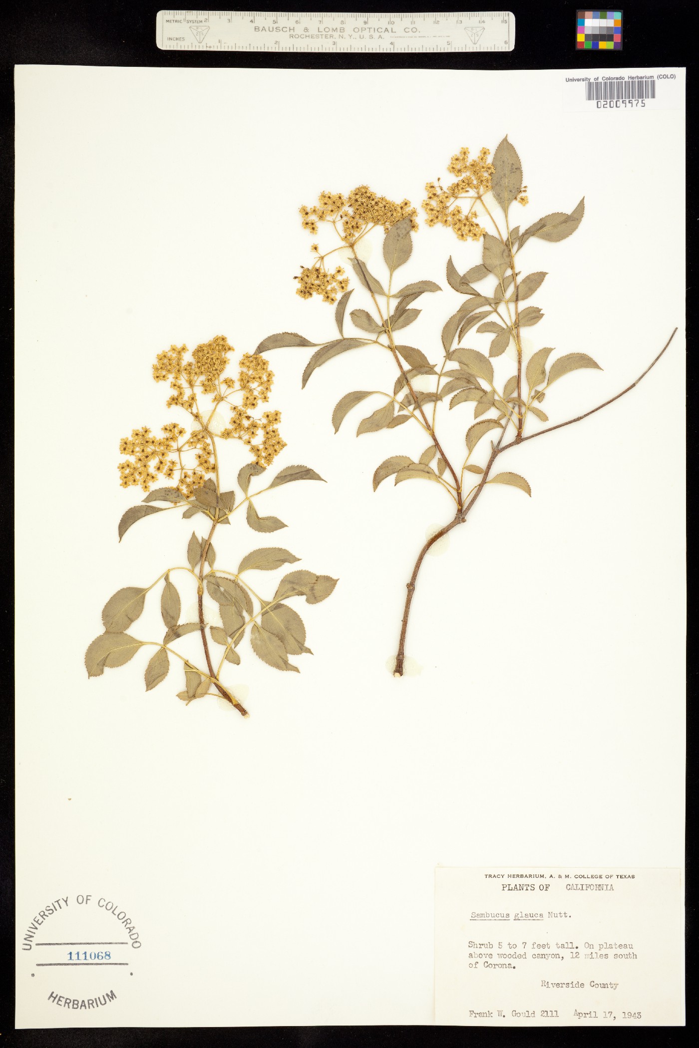 Caprifoliaceae image