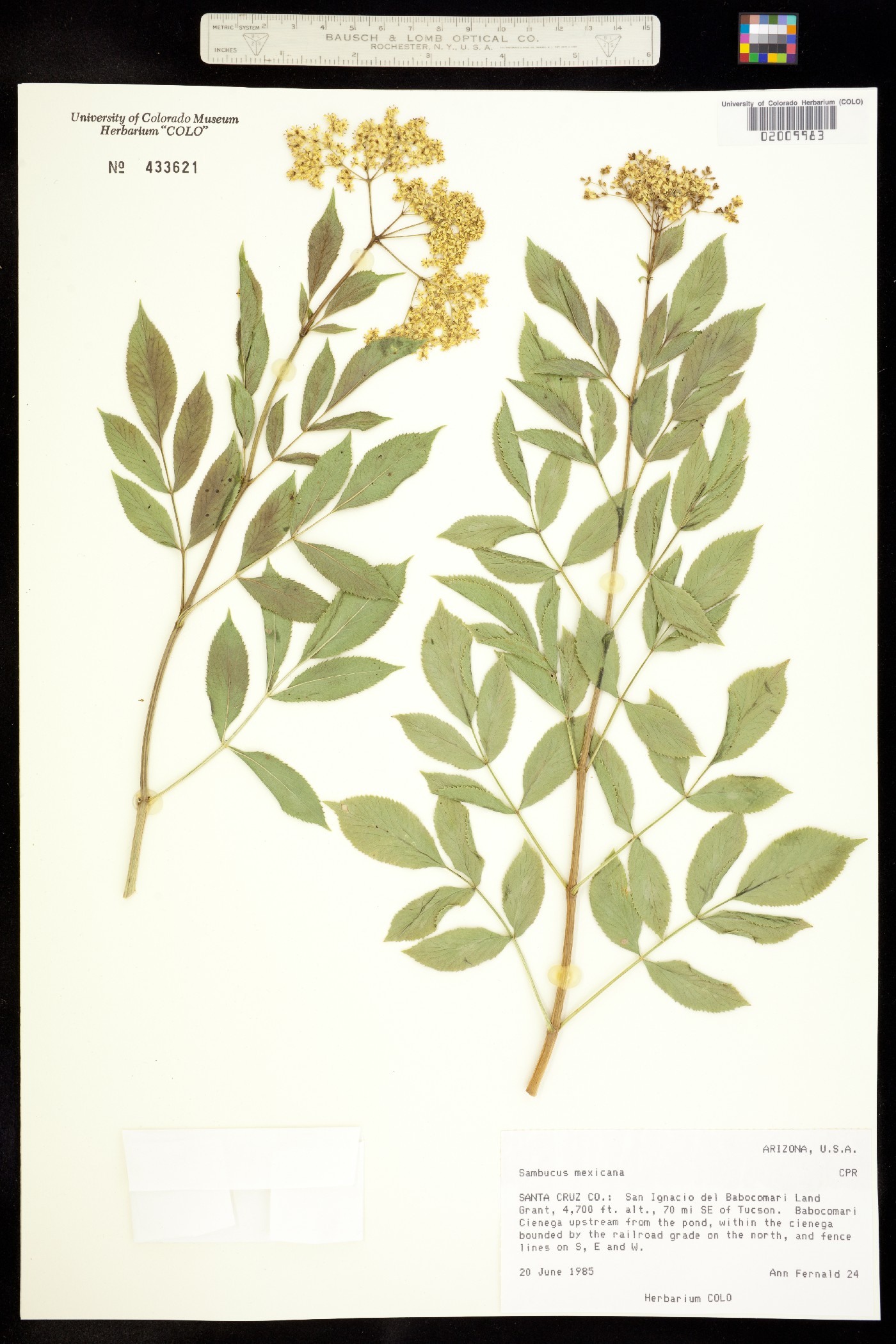 Sambucus nigra ssp. canadensis image
