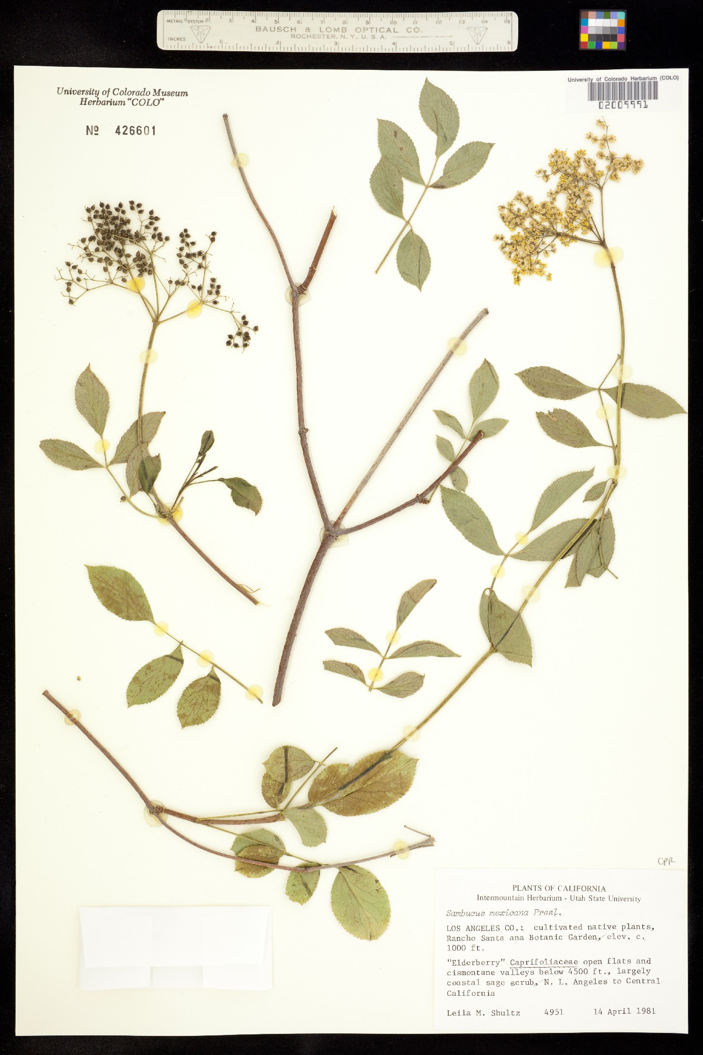 Sambucus nigra ssp. canadensis image