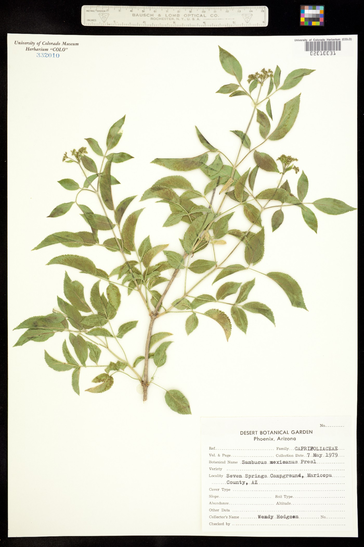 Sambucus nigra ssp. canadensis image