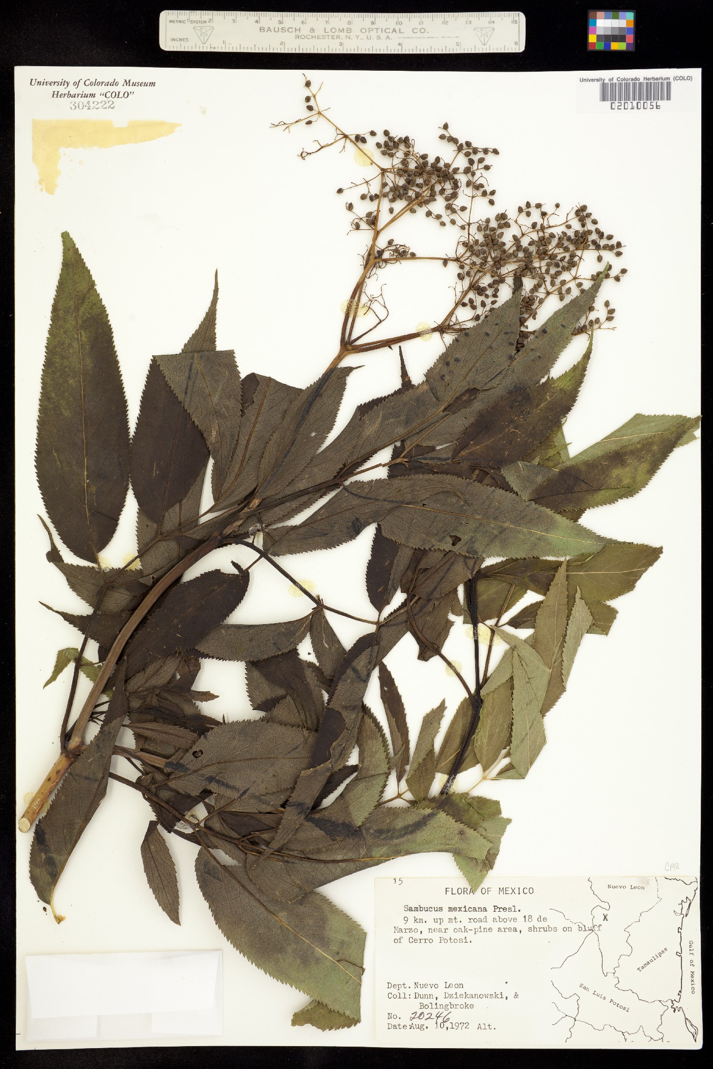 Sambucus nigra image