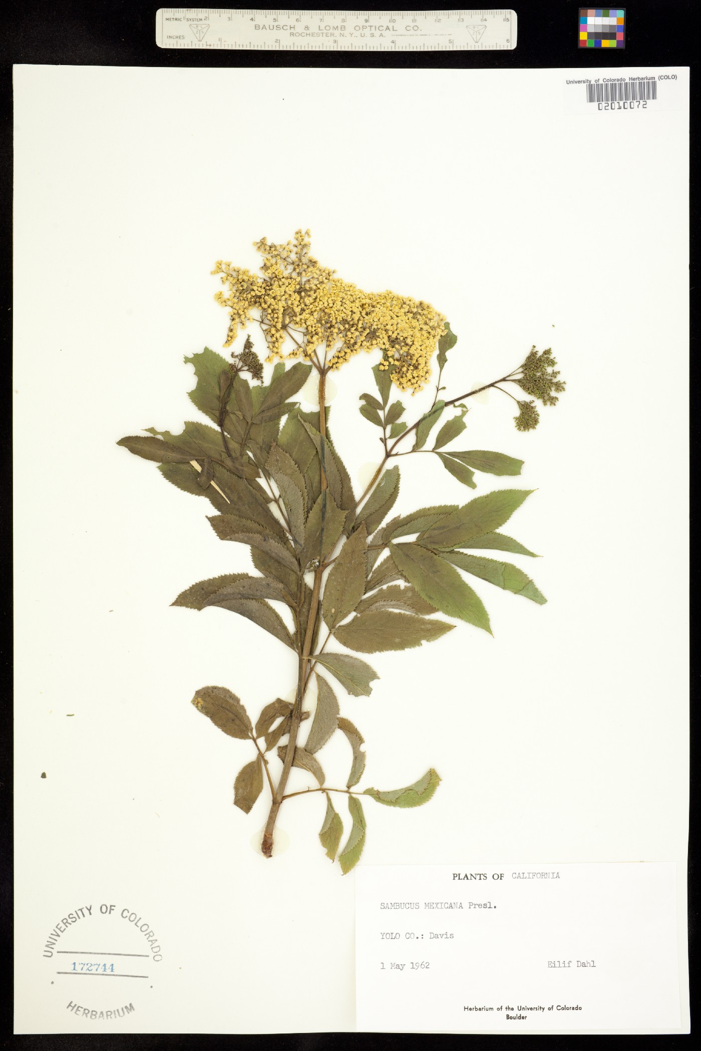 Sambucus nigra ssp. canadensis image