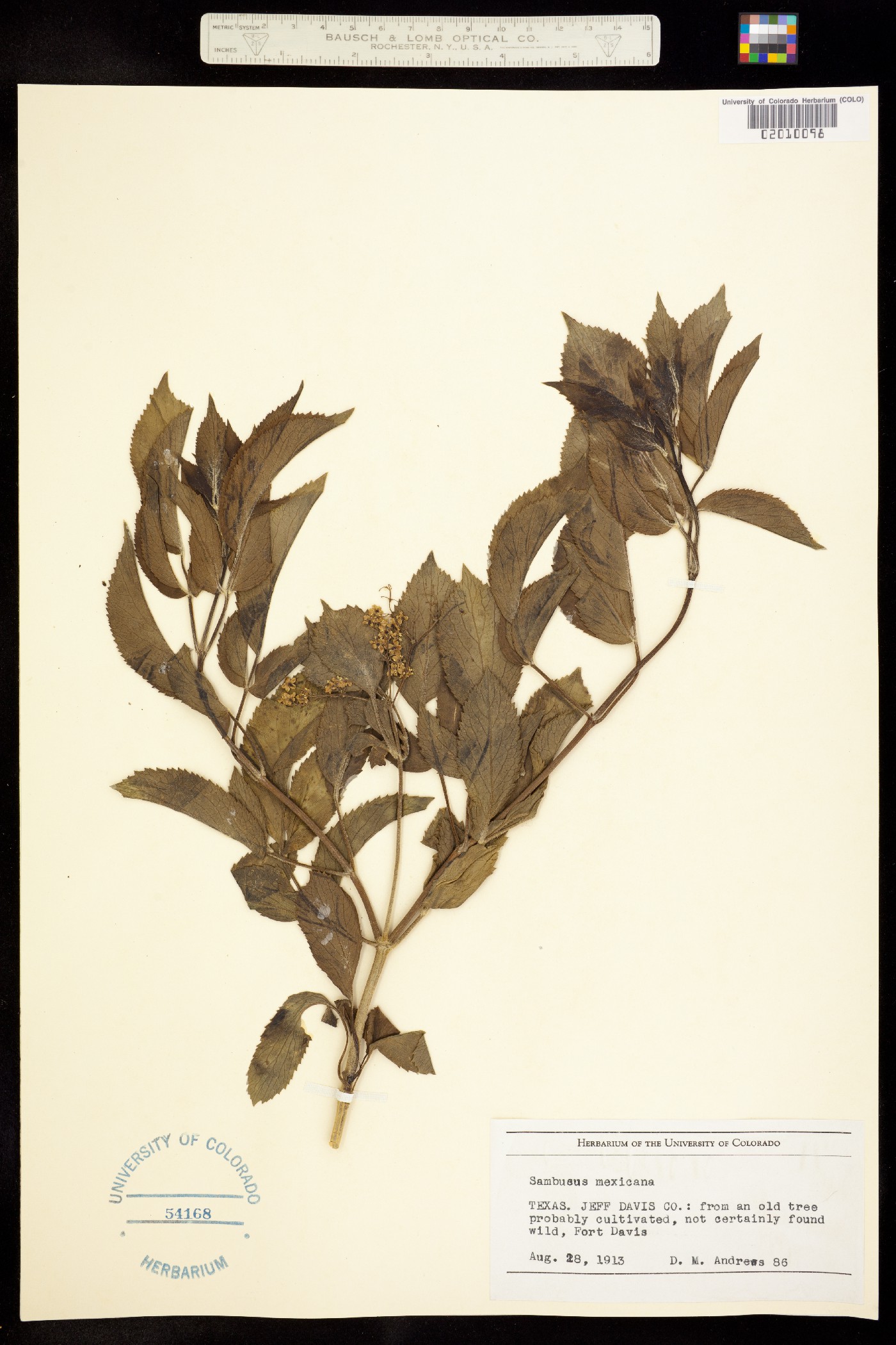 Sambucus nigra ssp. canadensis image