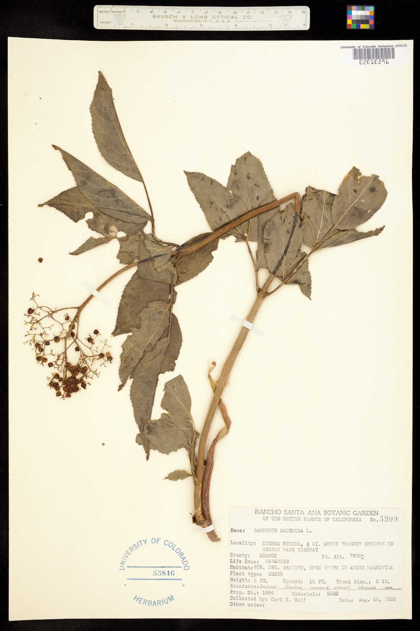 Sambucus image