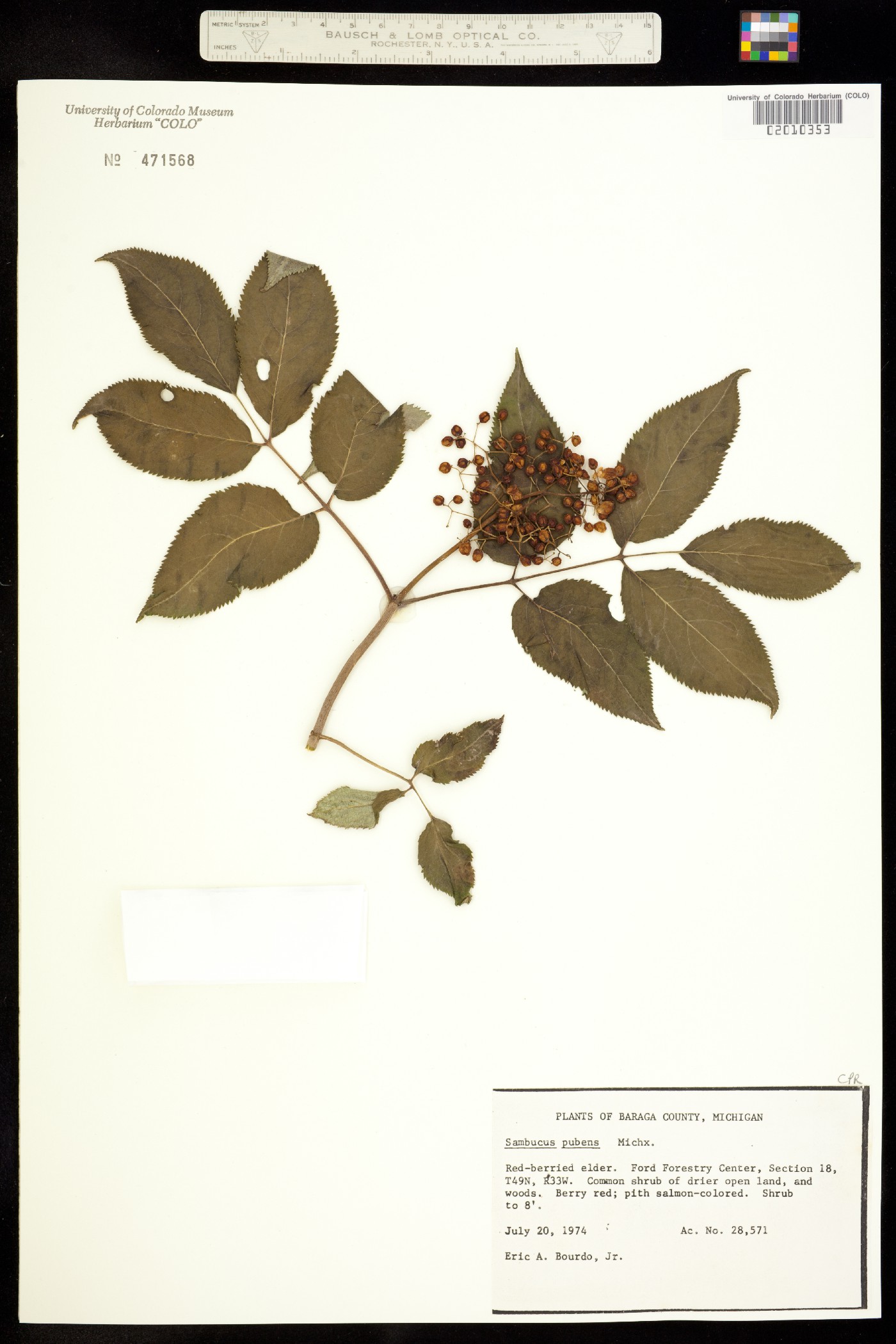 Sambucus image