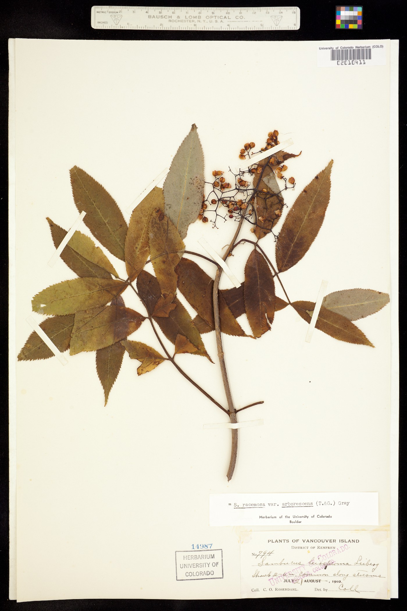 Sambucus racemosa var. microbotrys image