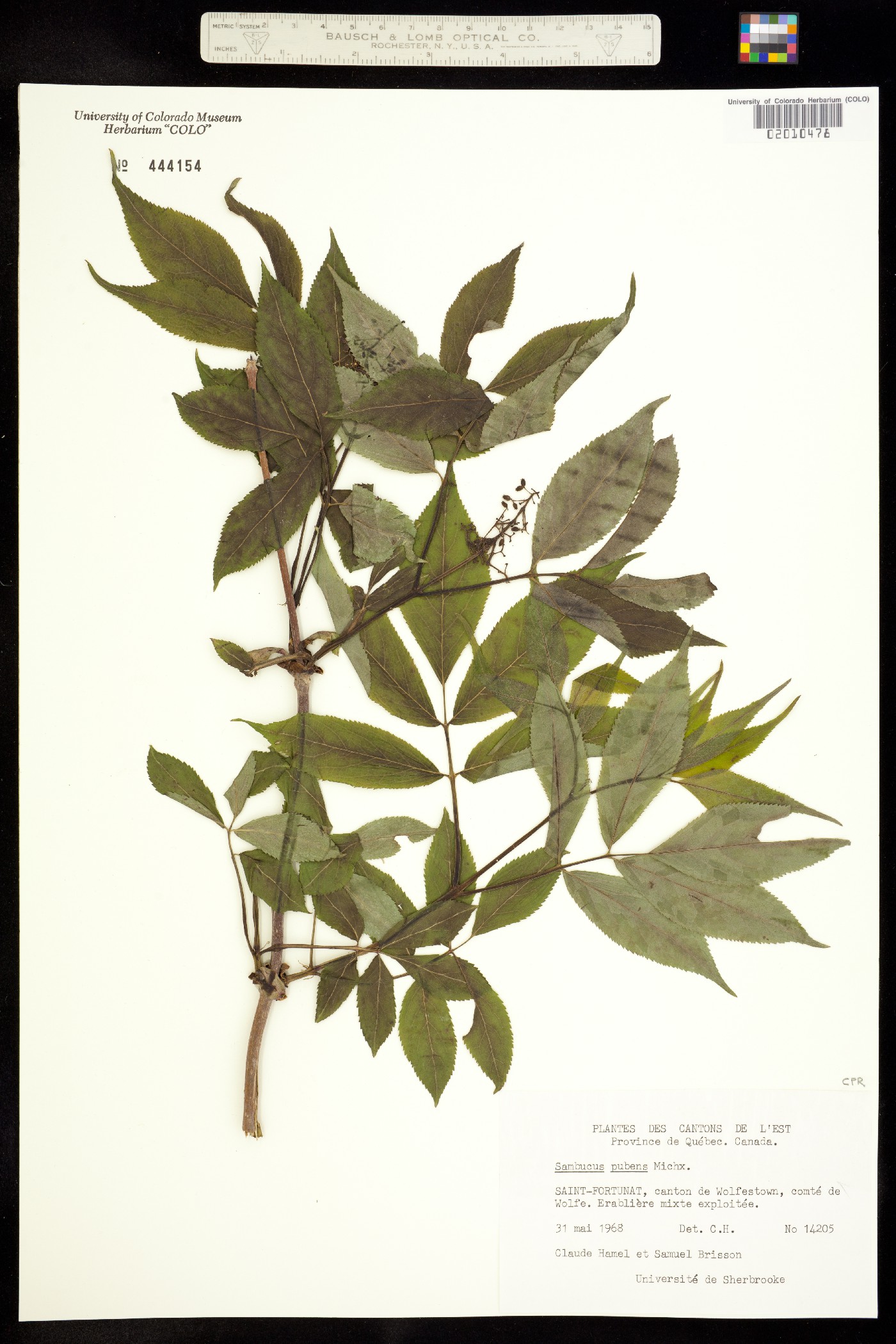 Sambucus racemosa image