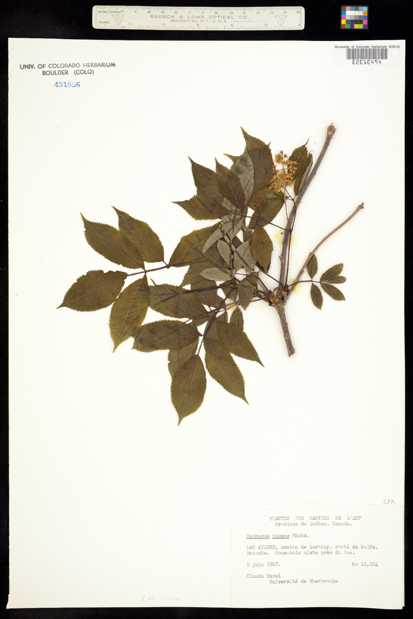 Sambucus racemosa var. pubens image