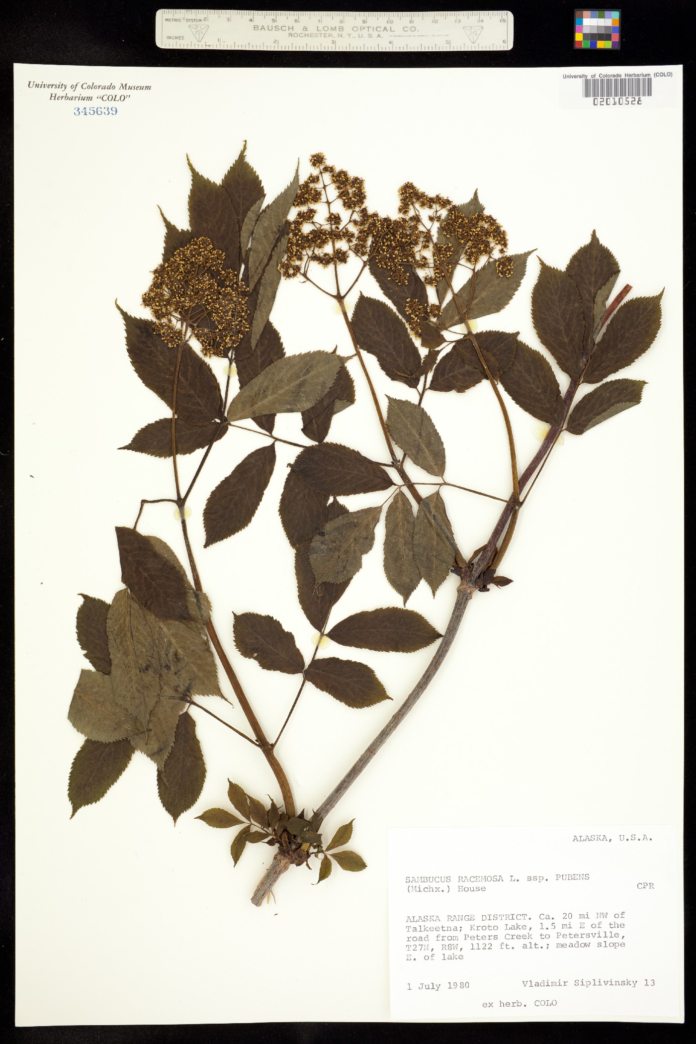 Sambucus racemosa image