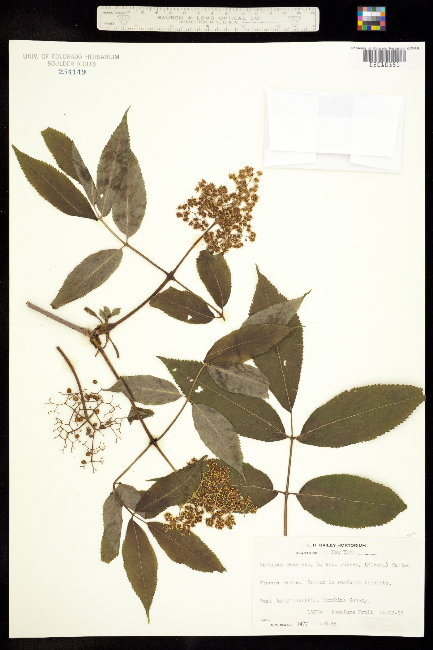 Sambucus racemosa var. pubens image