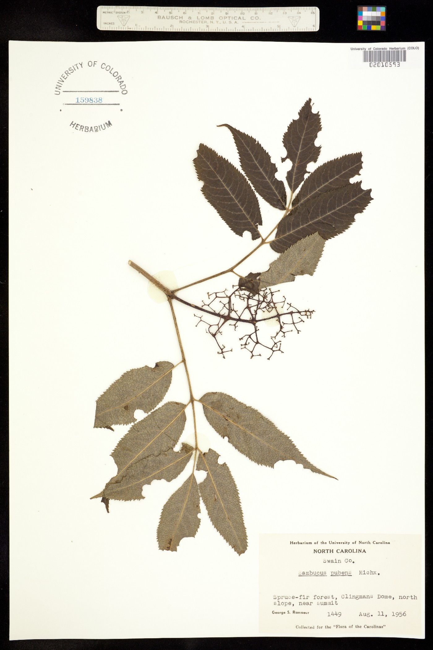 Sambucus racemosa image