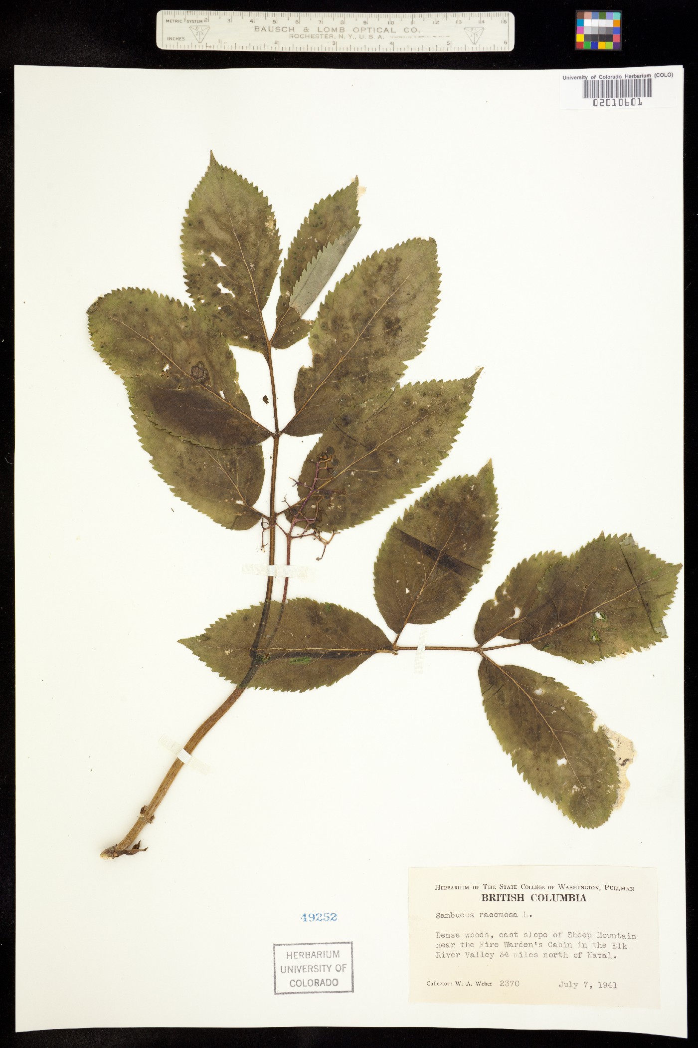 Sambucus racemosa var. pubens image
