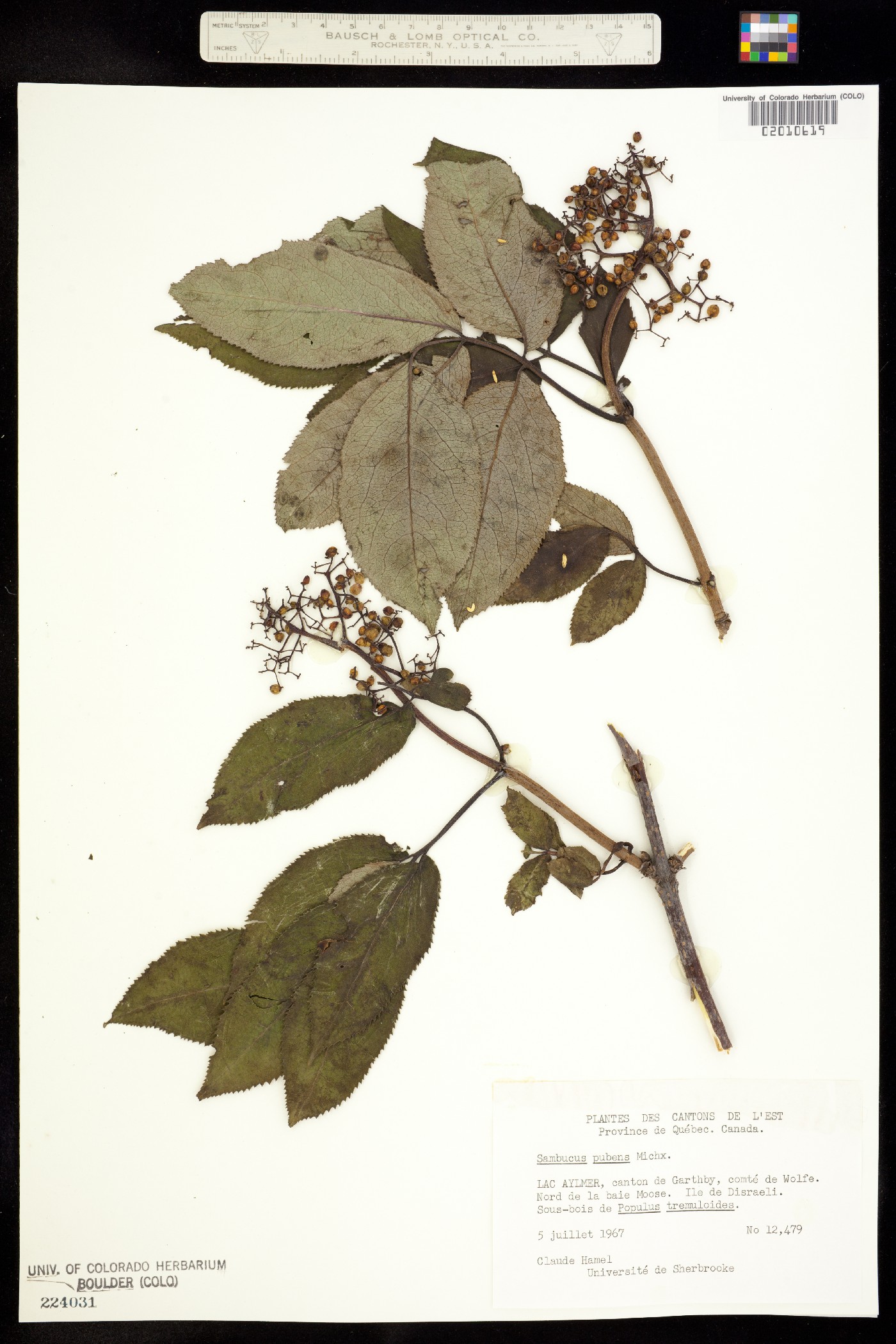 Sambucus racemosa var. pubens image