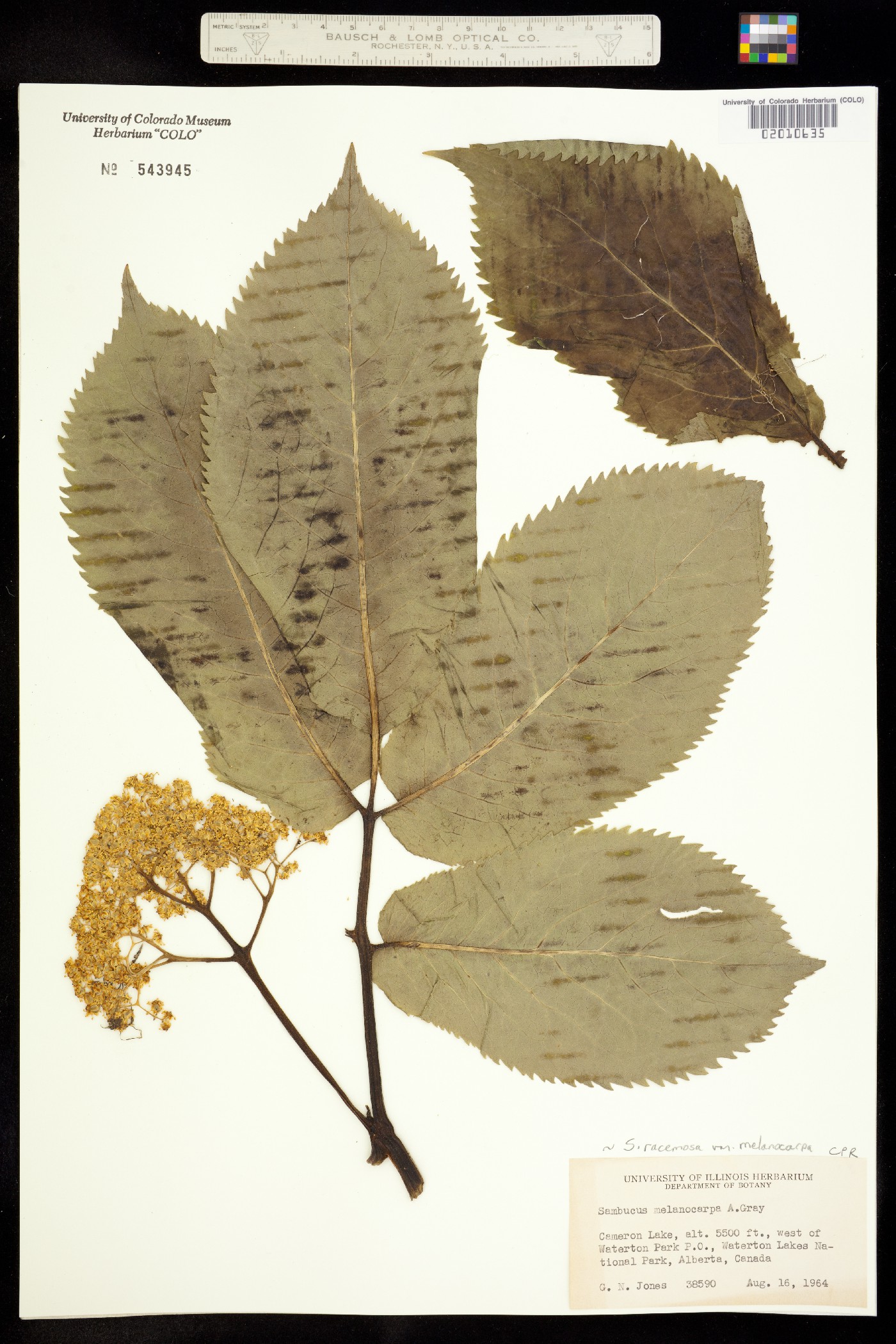 Sambucus racemosa image
