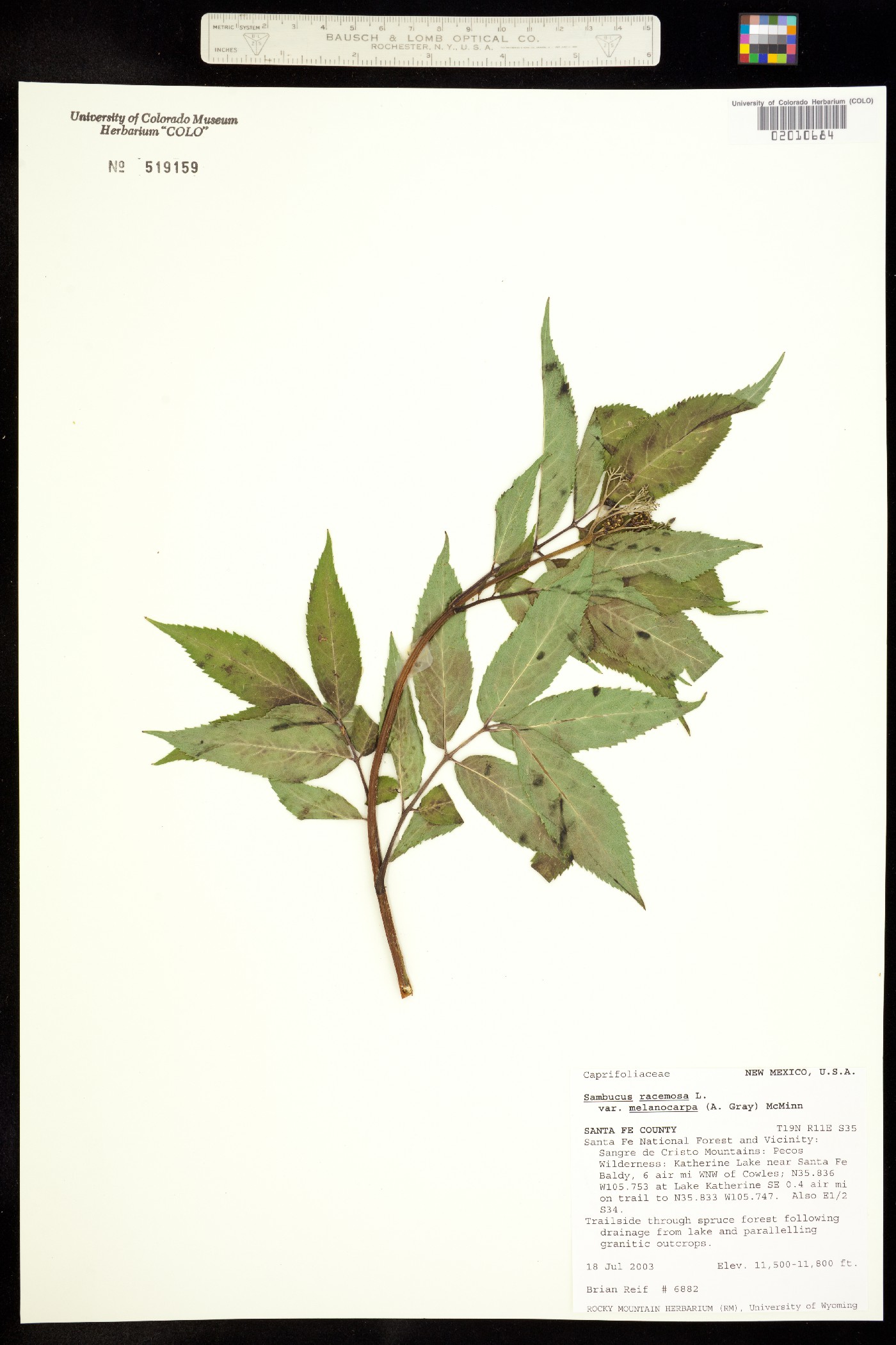 Sambucus racemosa image