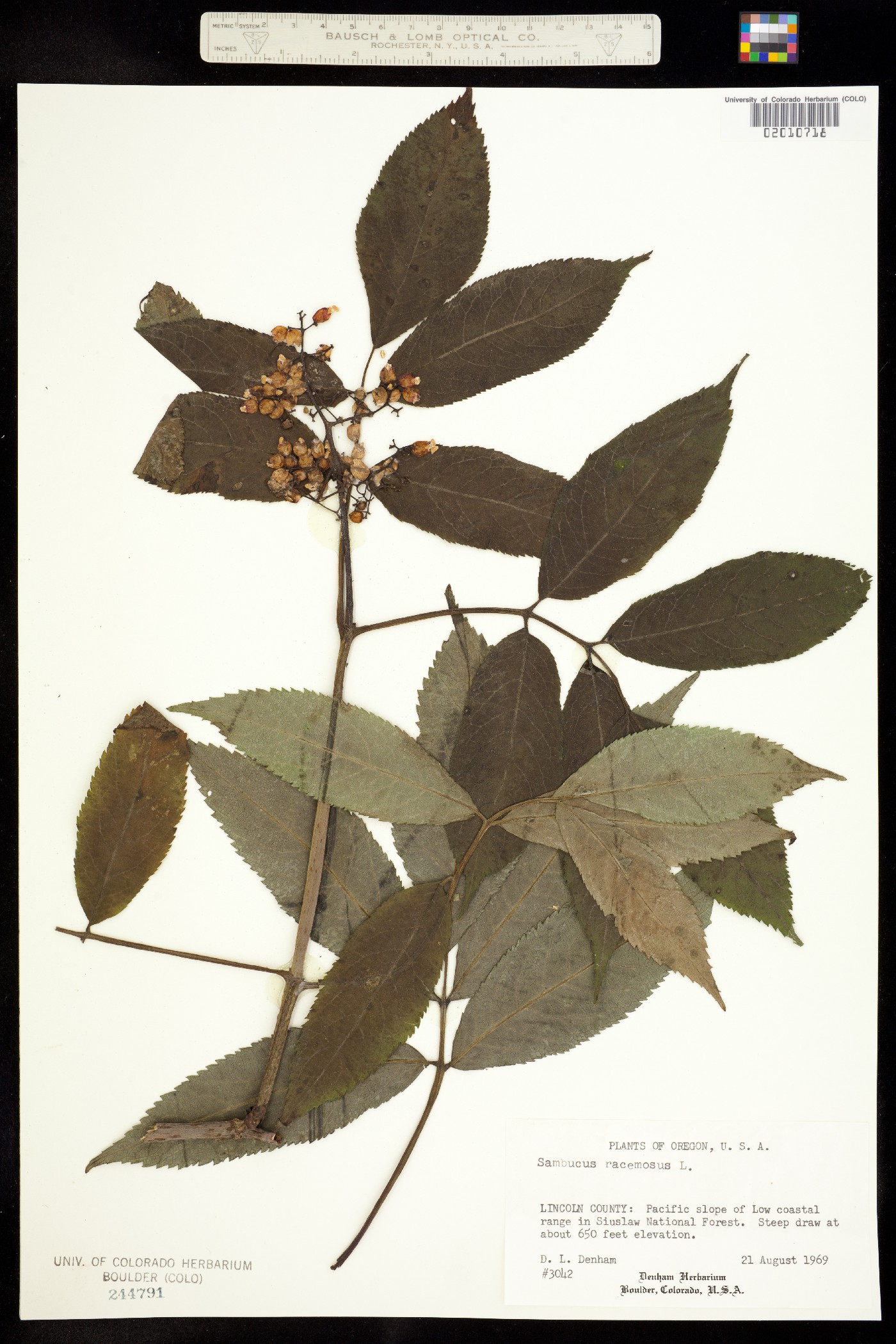 Sambucus racemosa image