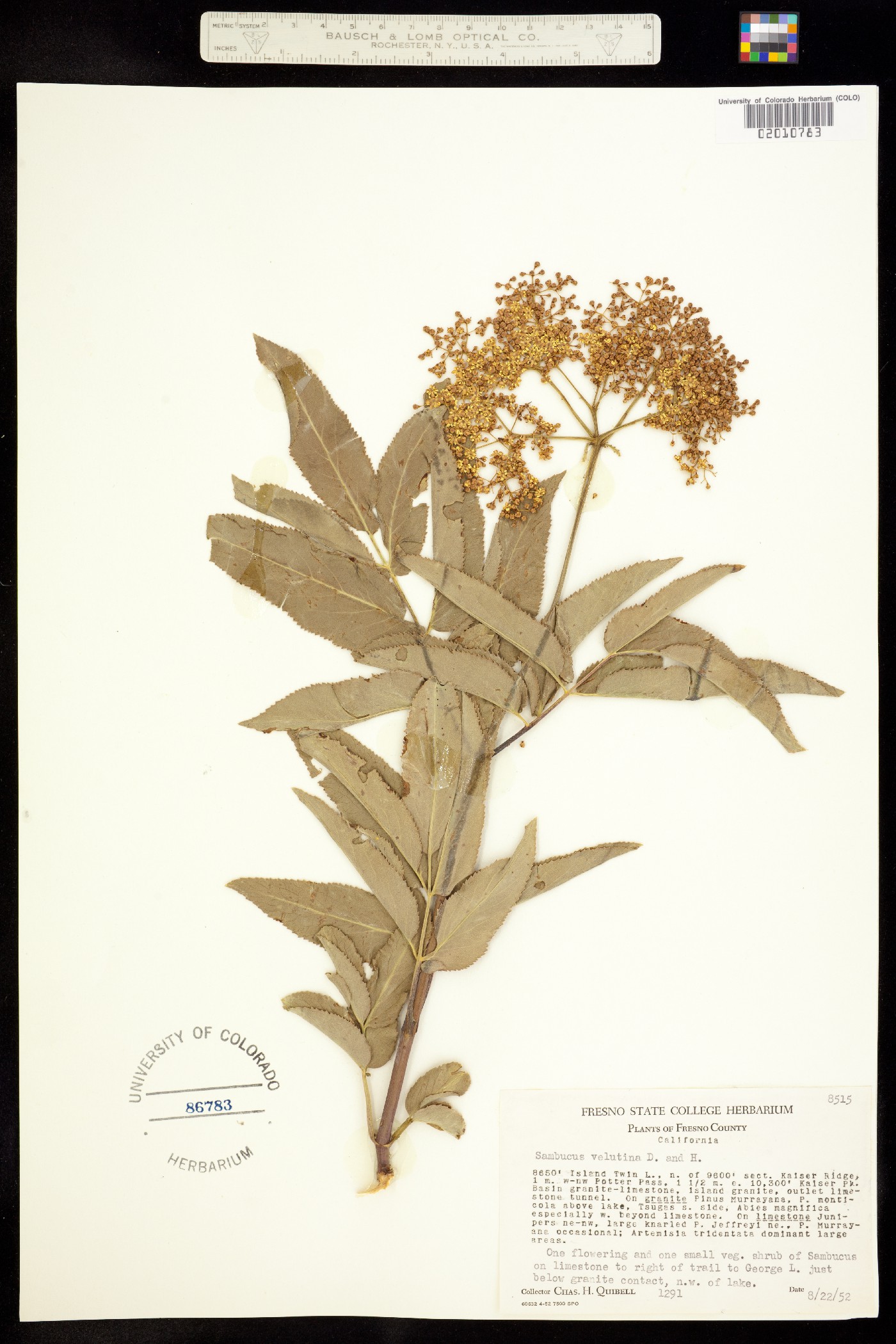 Sambucus nigra ssp. cerulea image